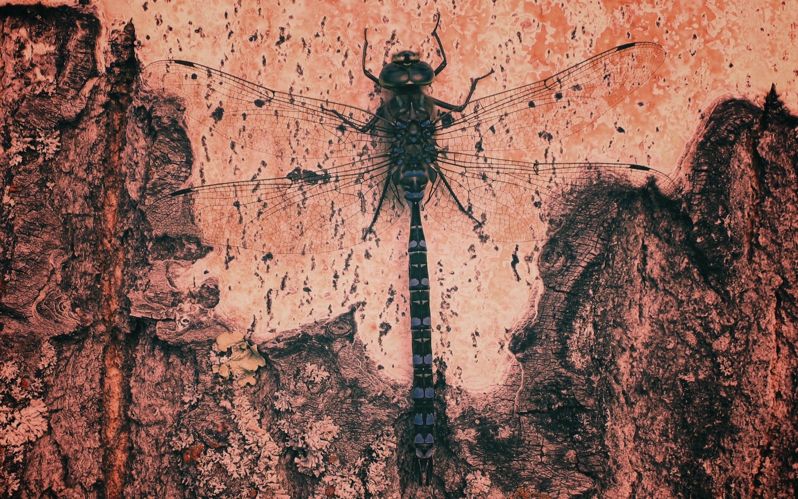 Стрекоза на дереве обои