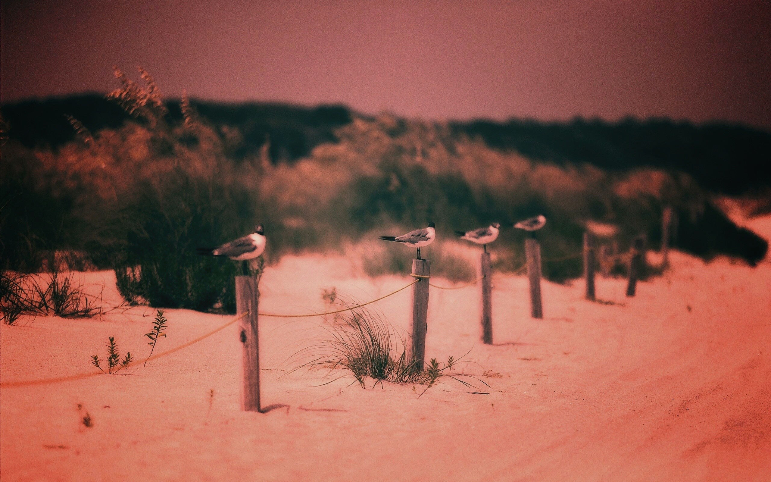 Птички на столбиках обои