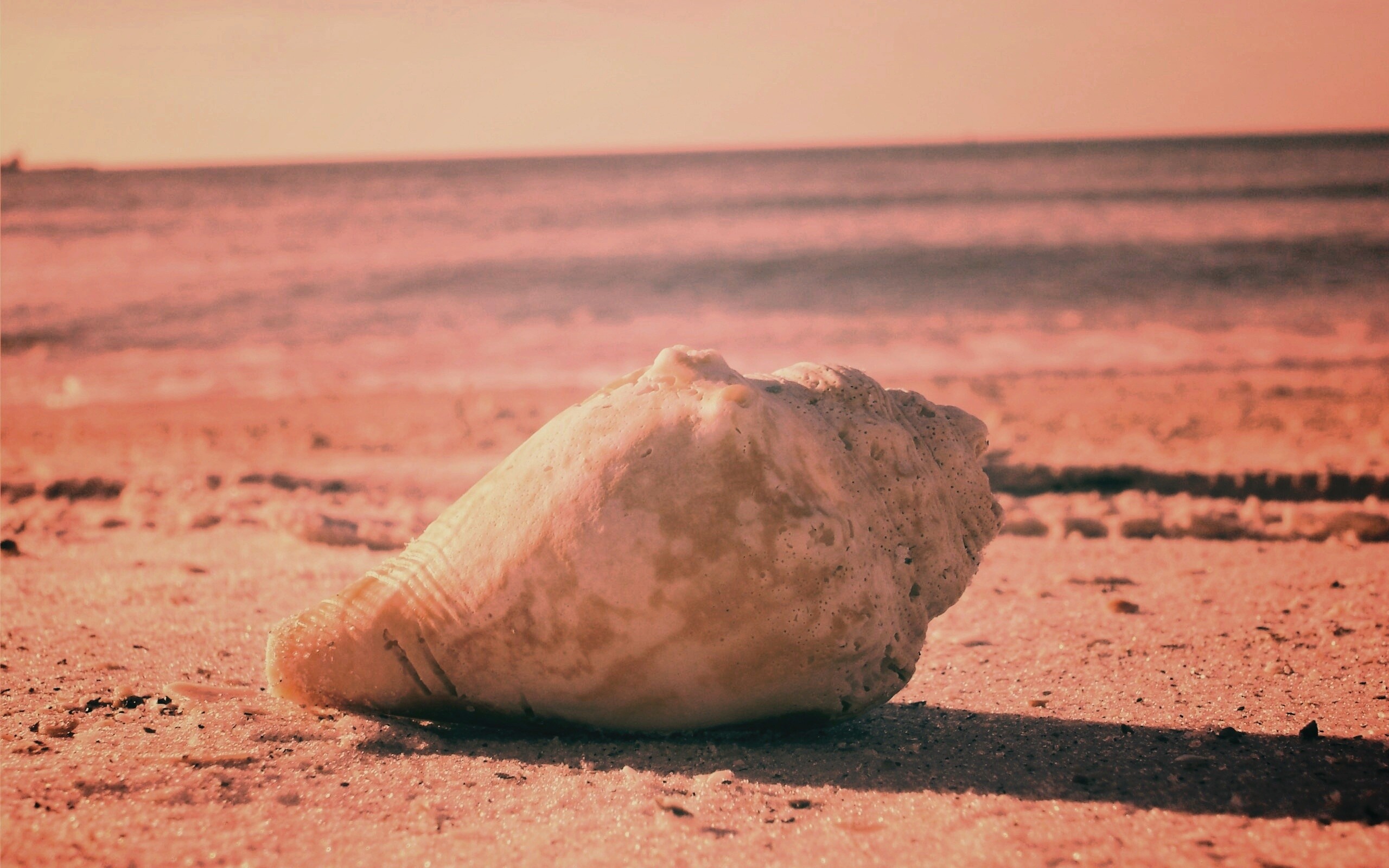 Морская раковина на пляже обои