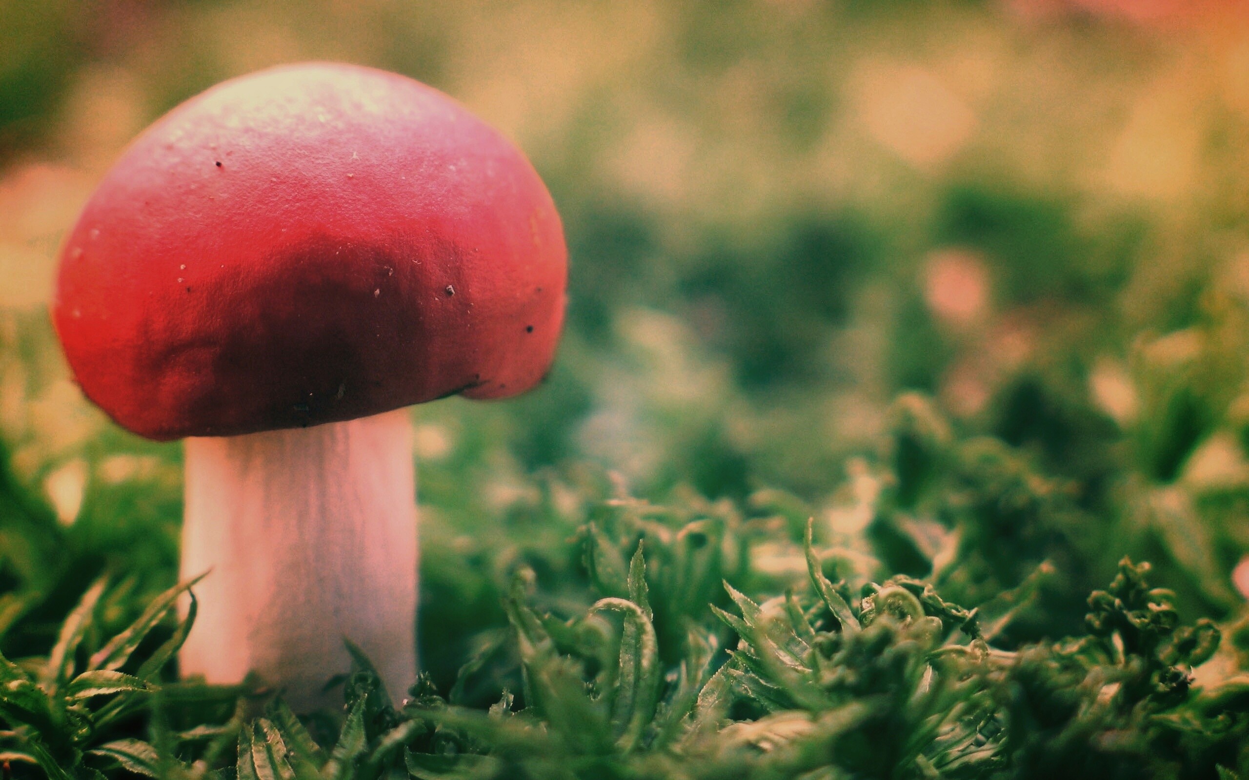 Грибок с красной шапкой обои