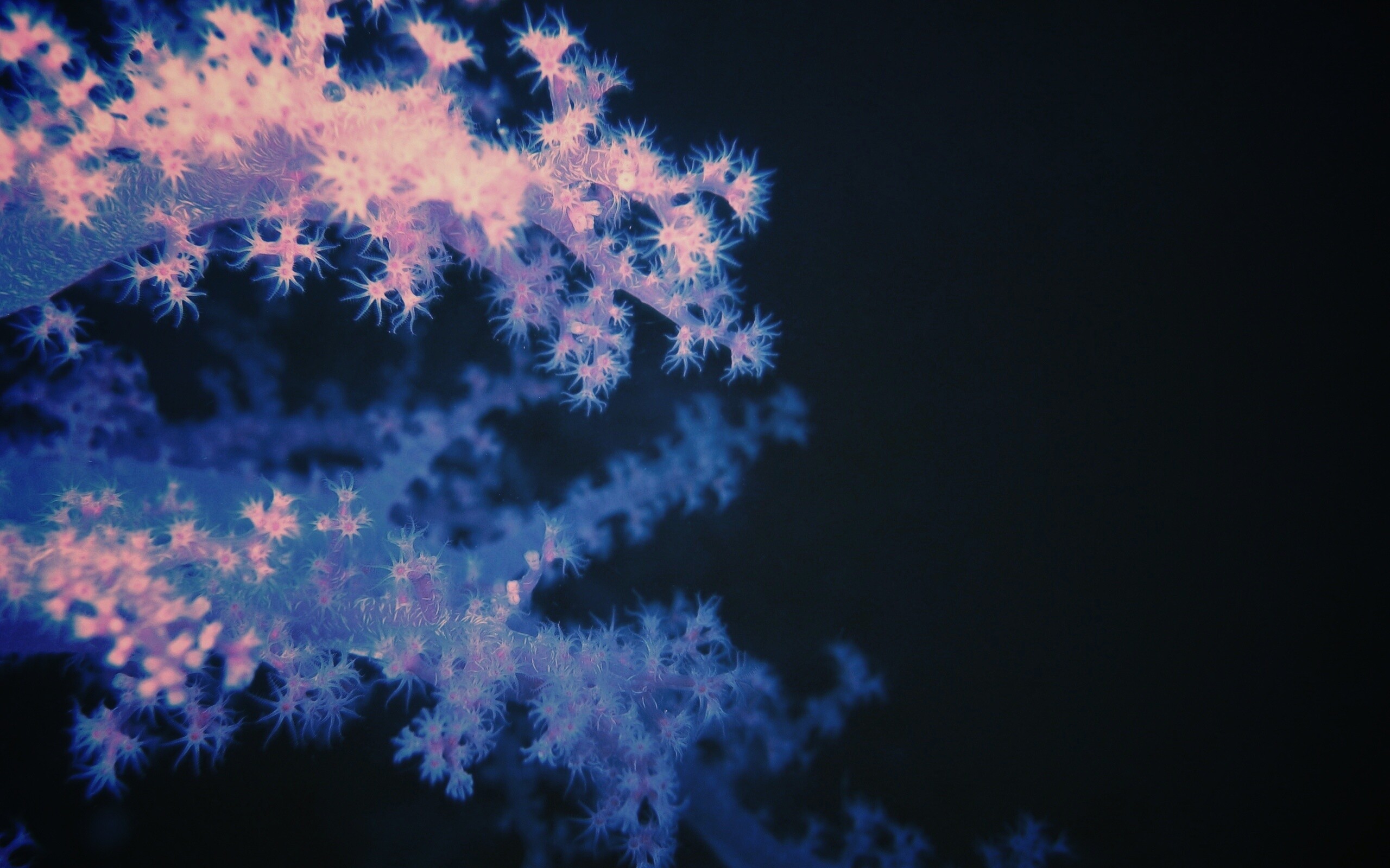 Кораллы обои