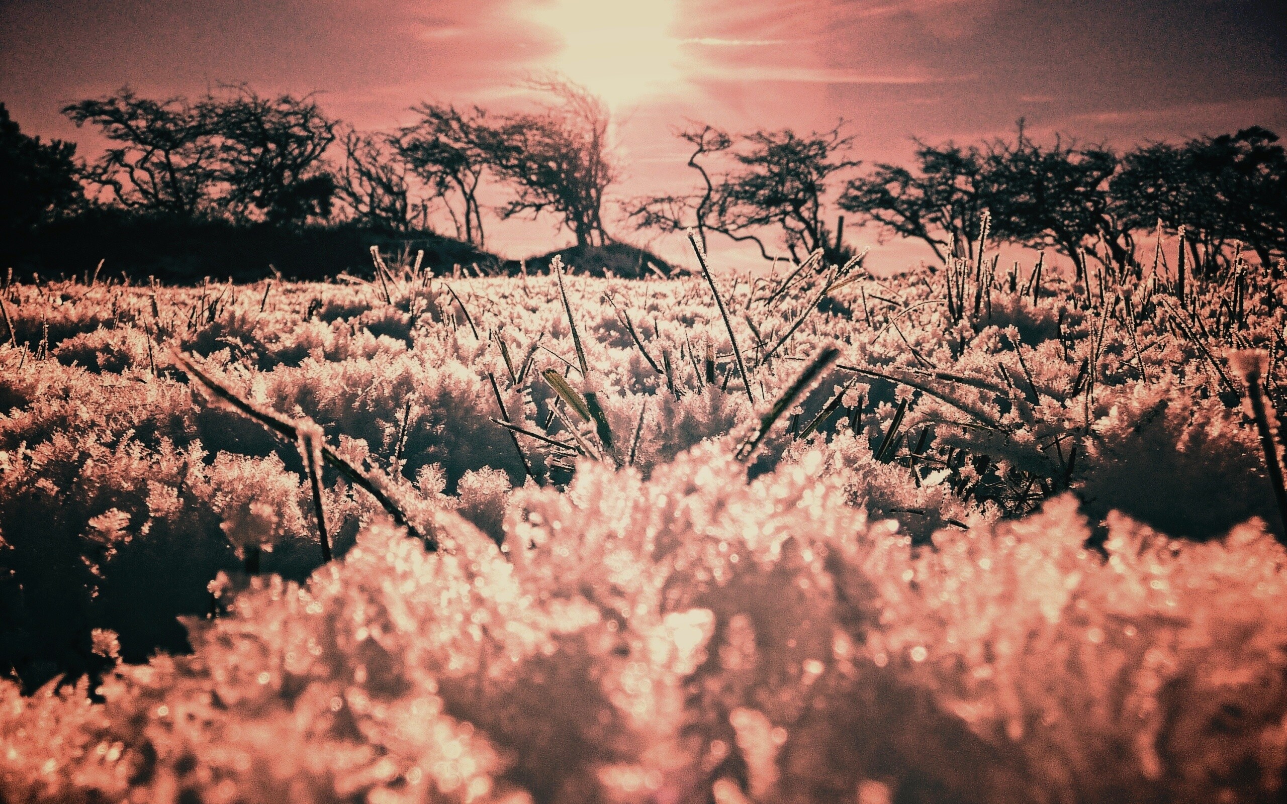 Утренний мороз обои