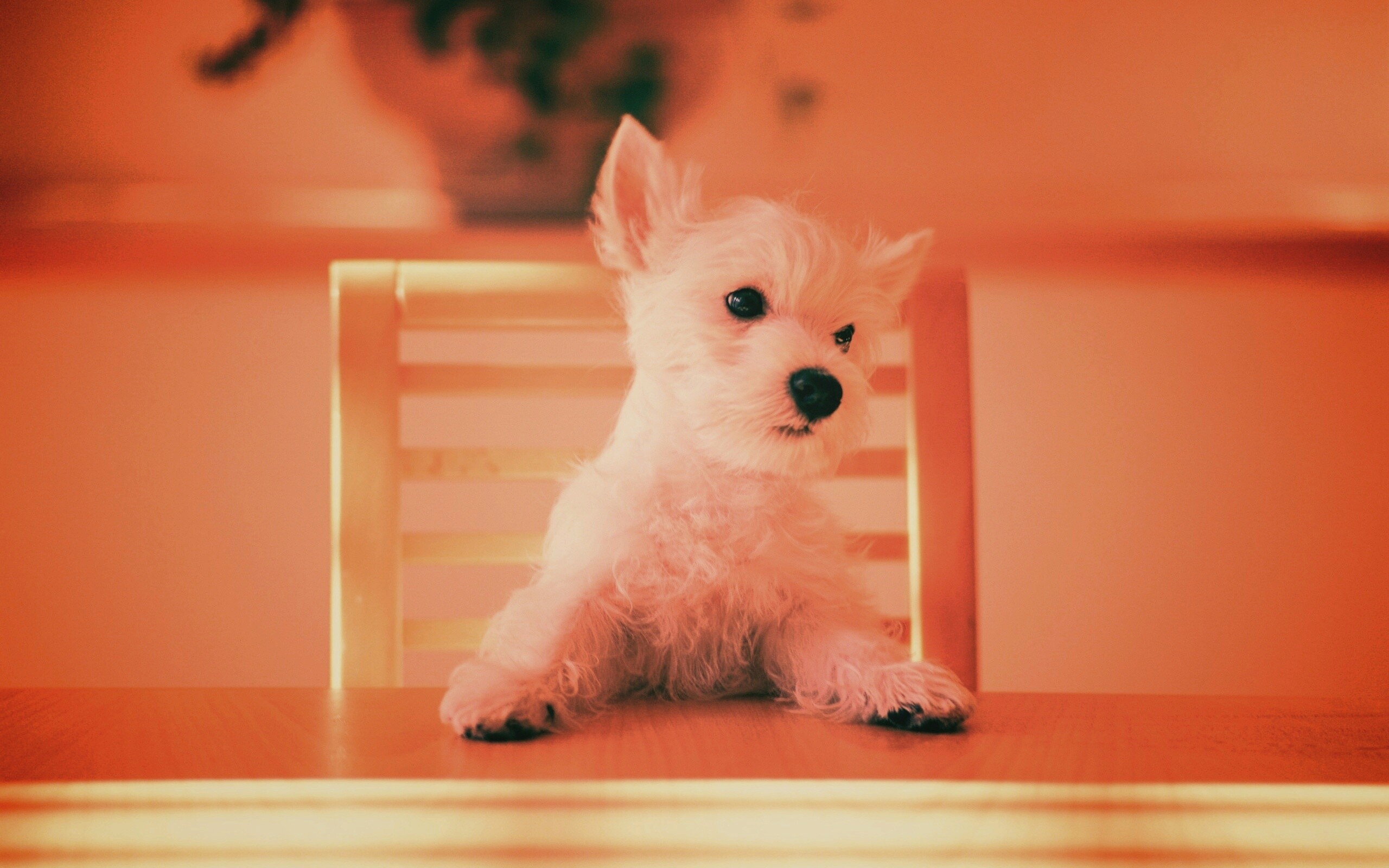 Щенок на стуле обои