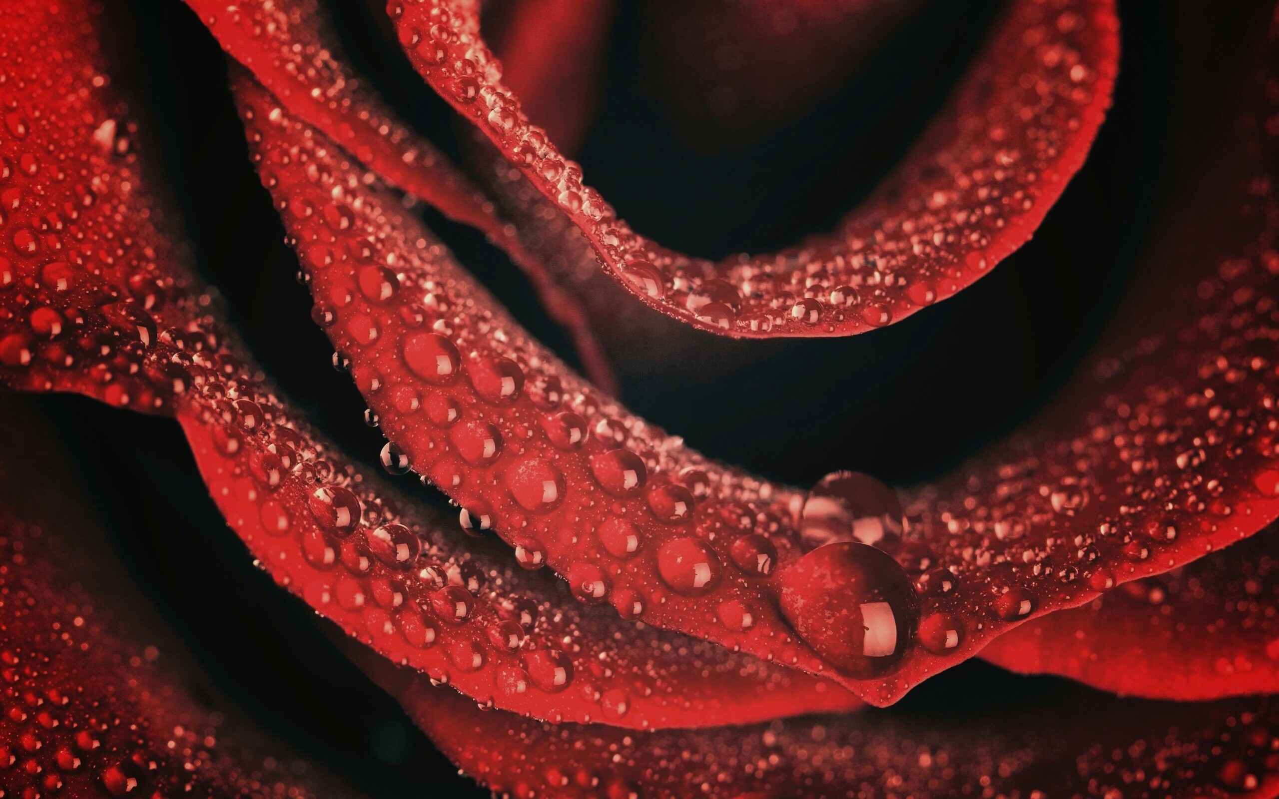 Роза в каплях обои