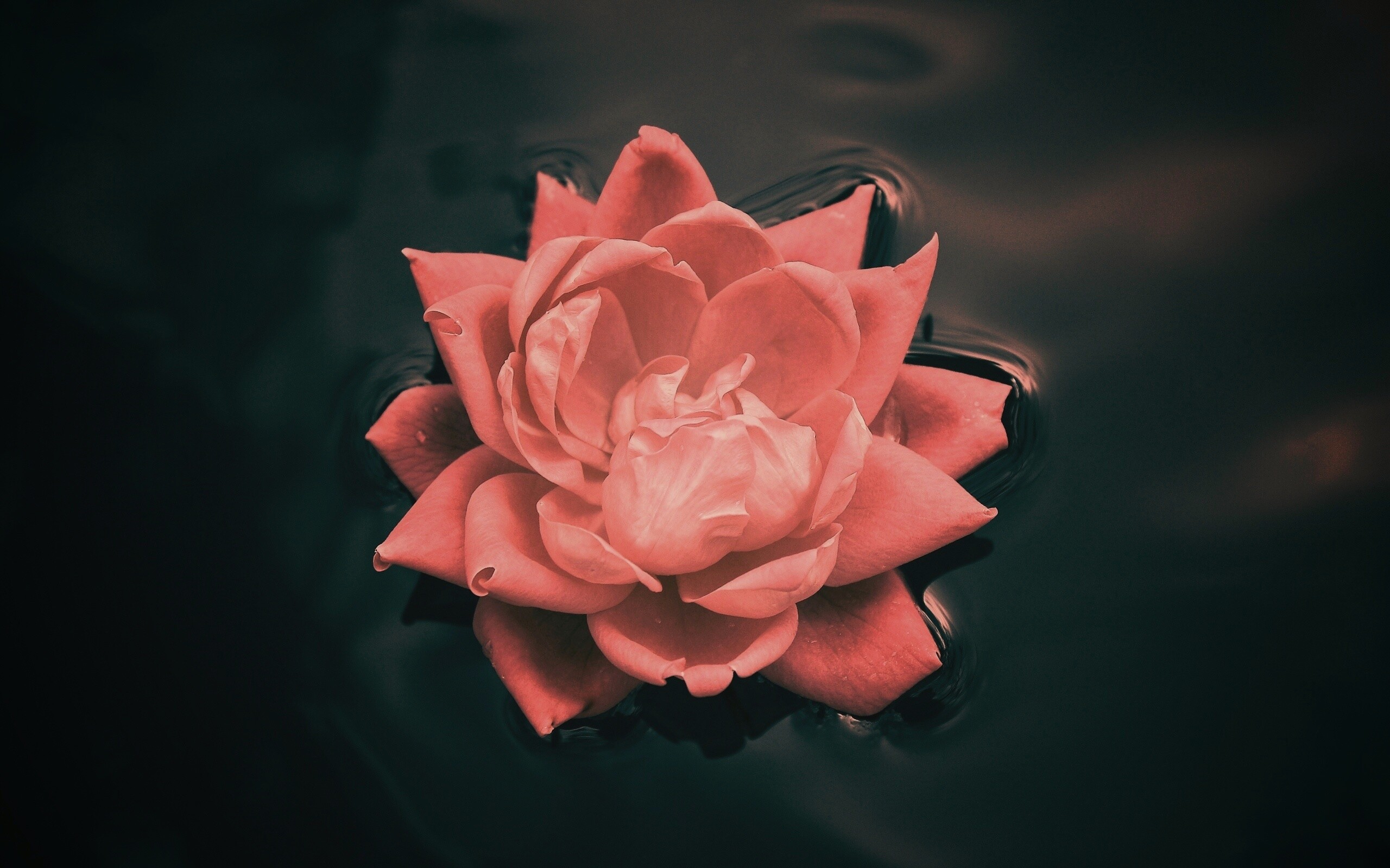 Красивый цветок на воде обои