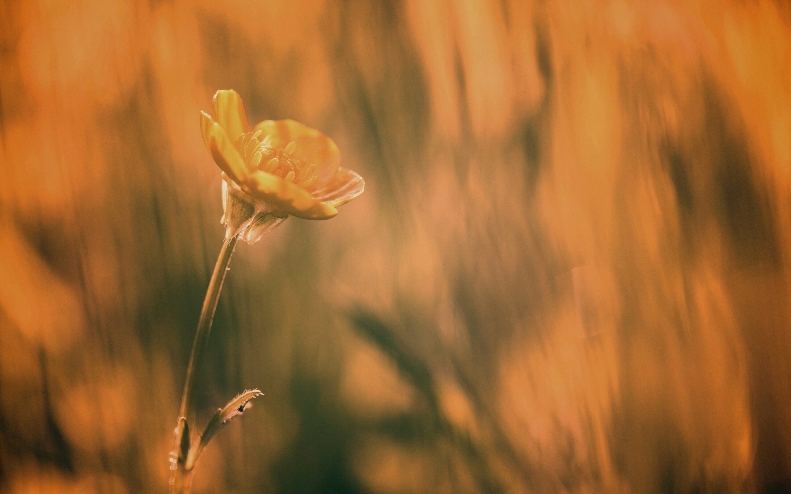 Маленький жёлтый цветочек обои
