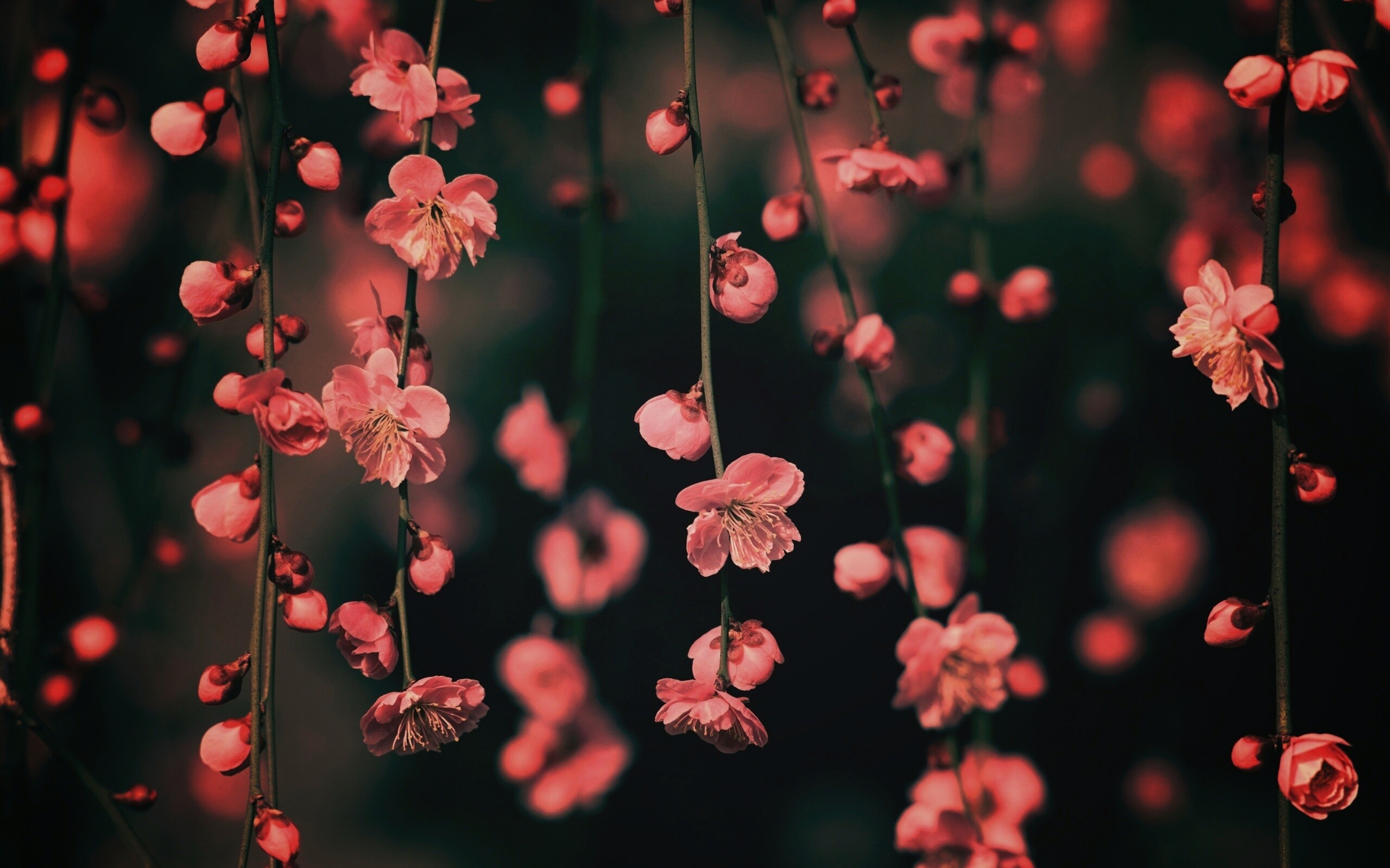 Веточки цветущего дерева обои