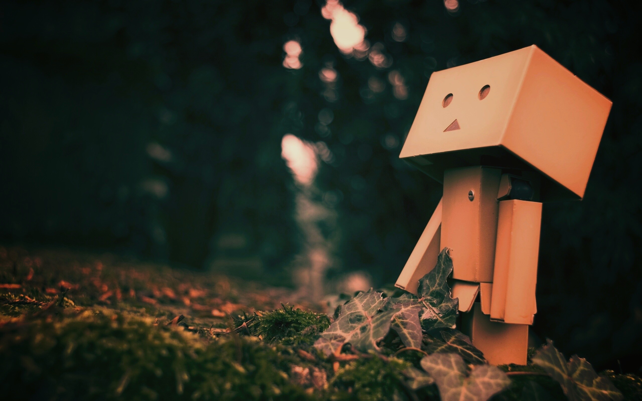 Danbo смотрит вверх обои