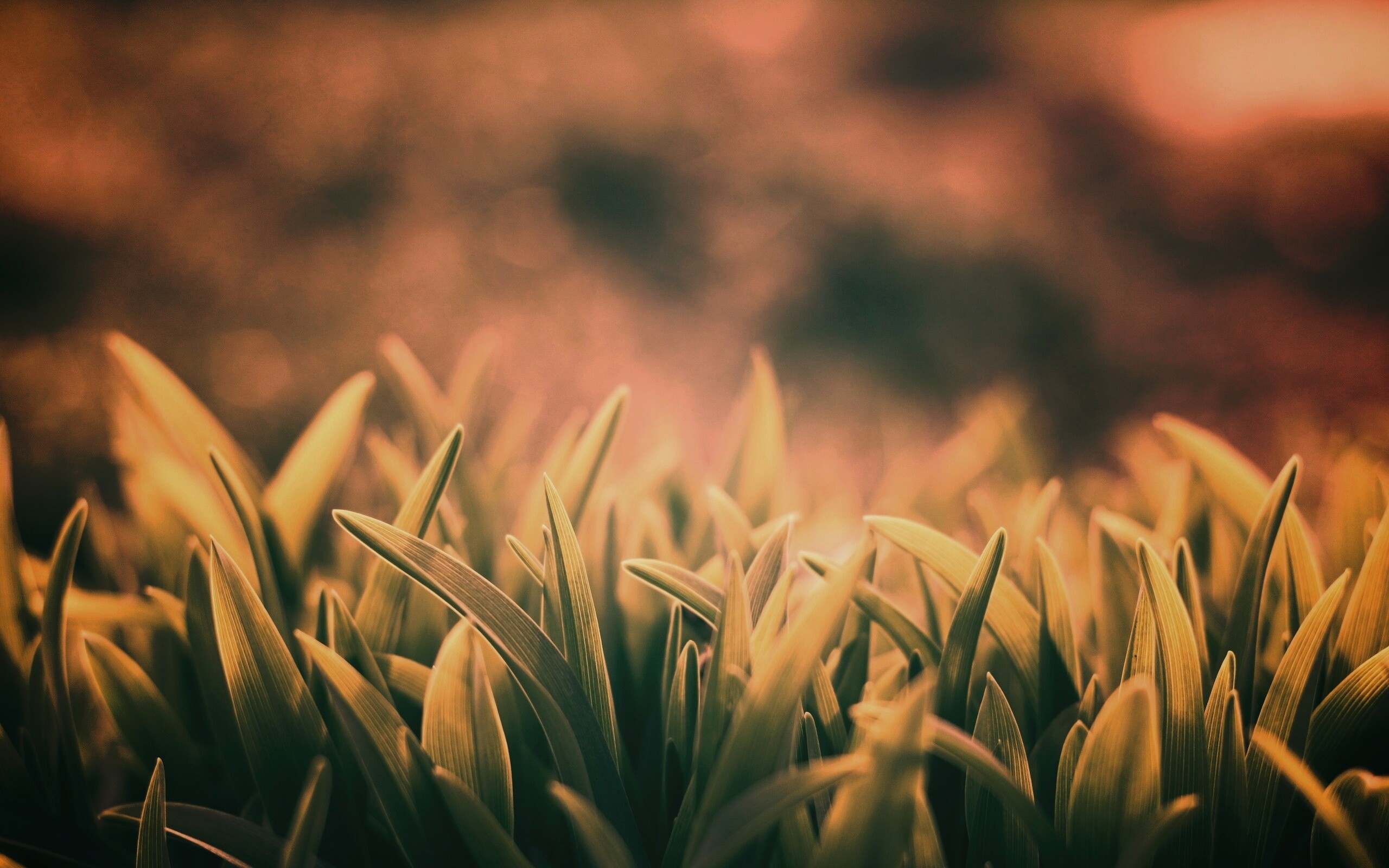 Сочная нежная трава обои