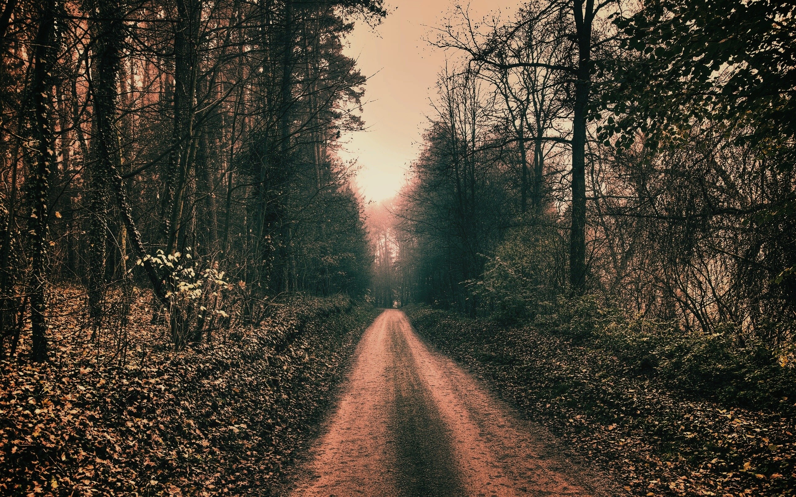 Лесная дорога обои