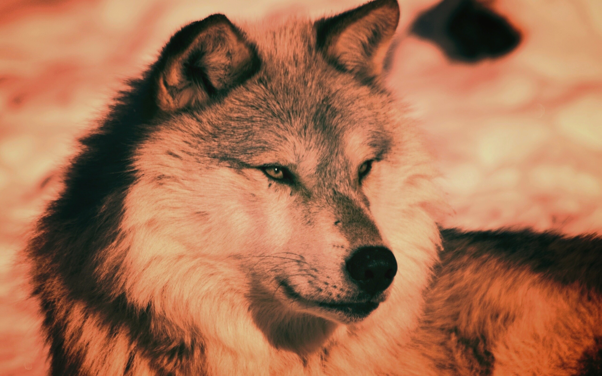 Лайка на снегу обои