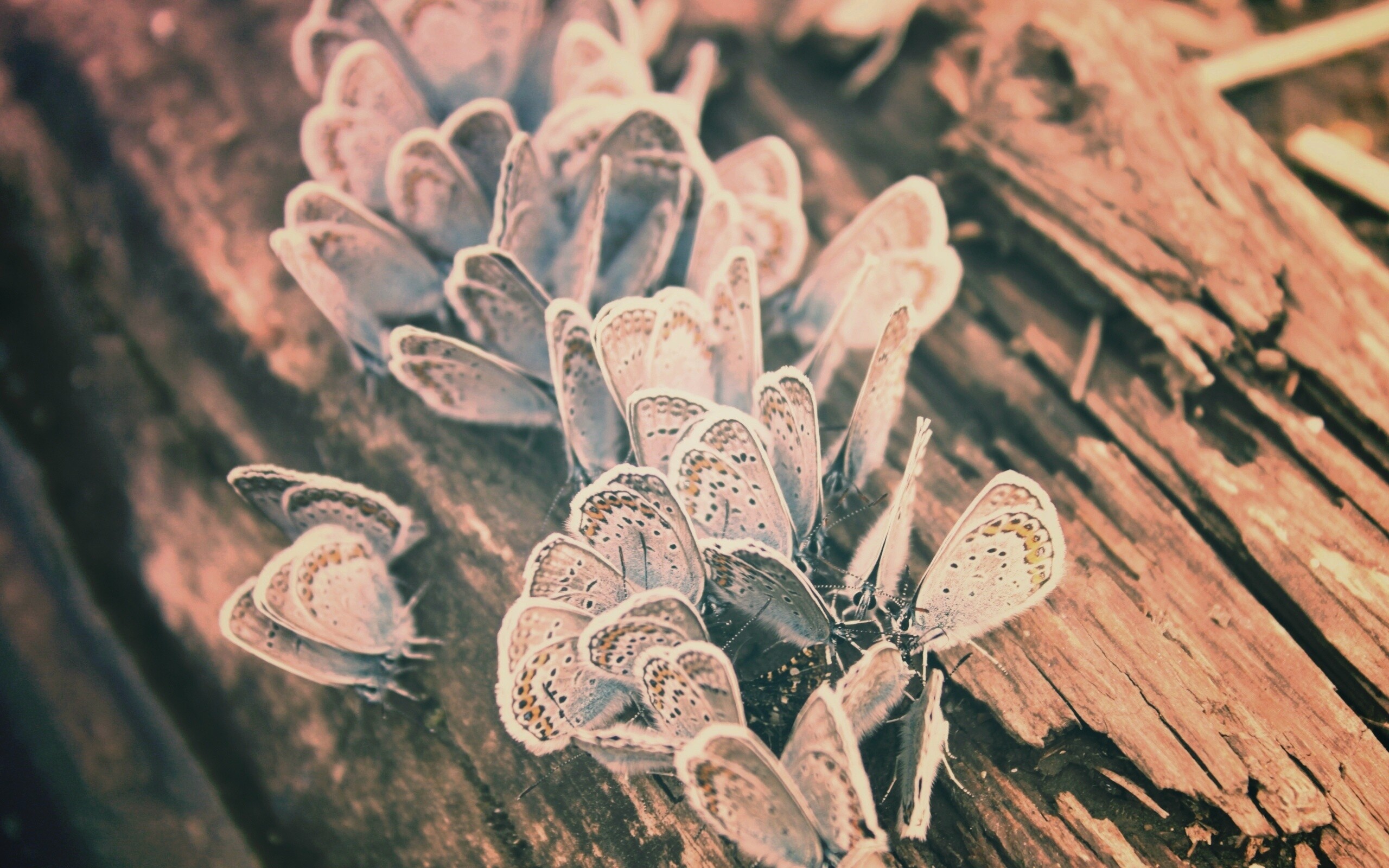 Голубые бабочки обои