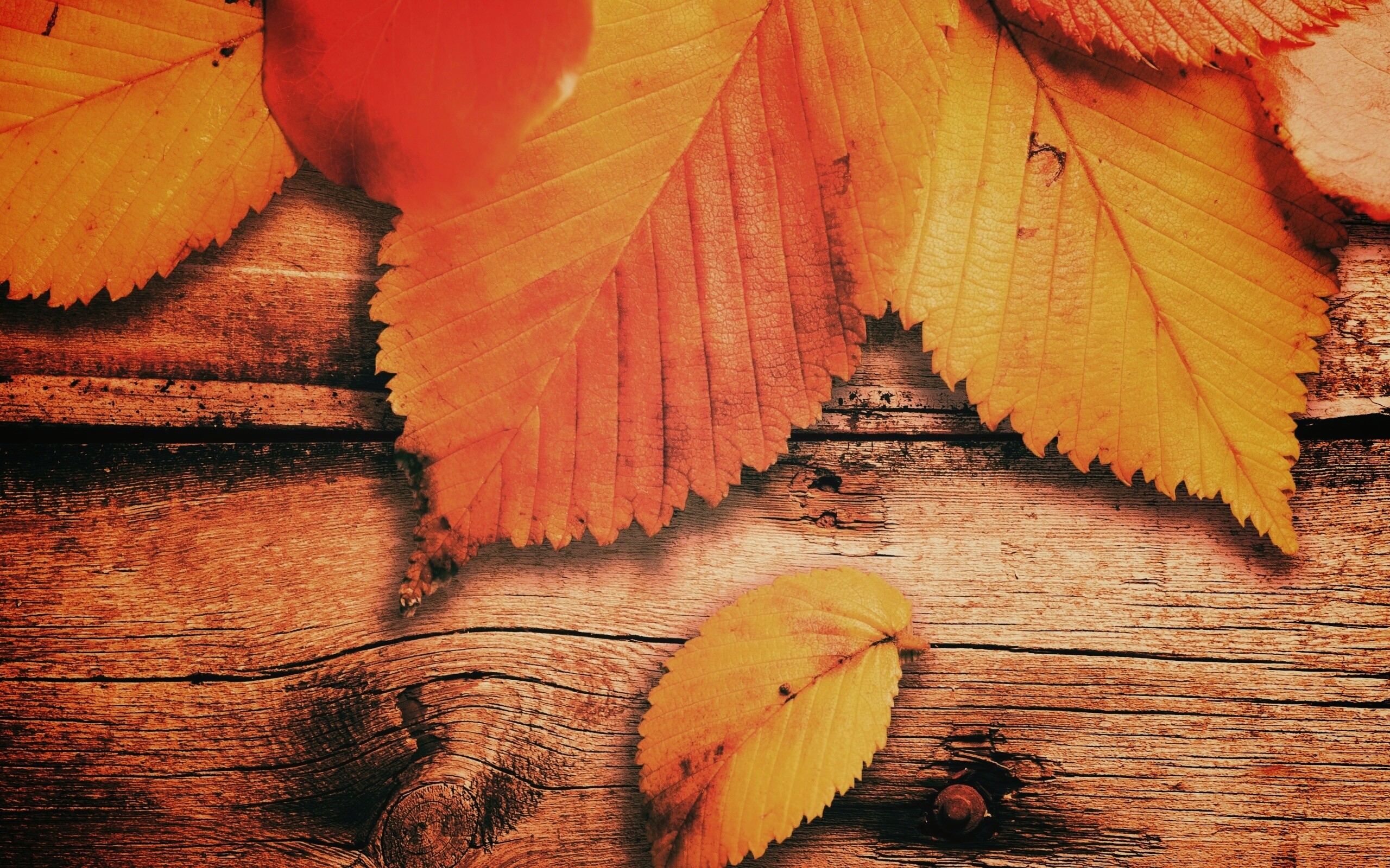 Красиво разложенные листья обои