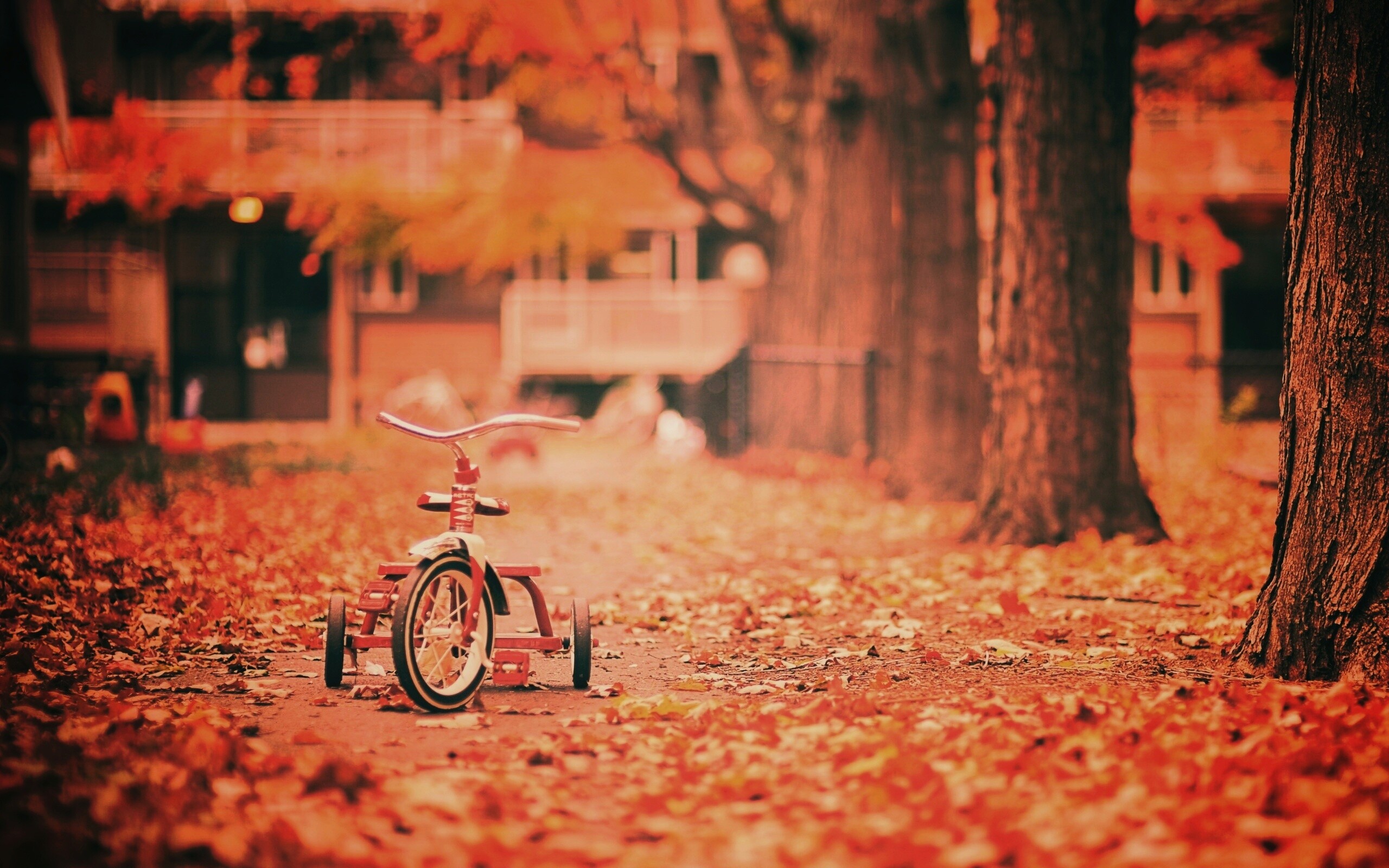 Трёхколёсный друг на осенней дорожке обои