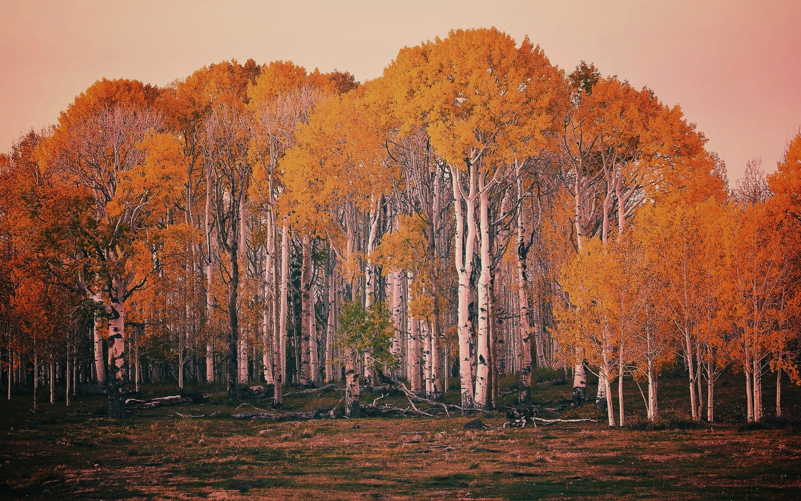 Пожелтевшая березовая роща обои