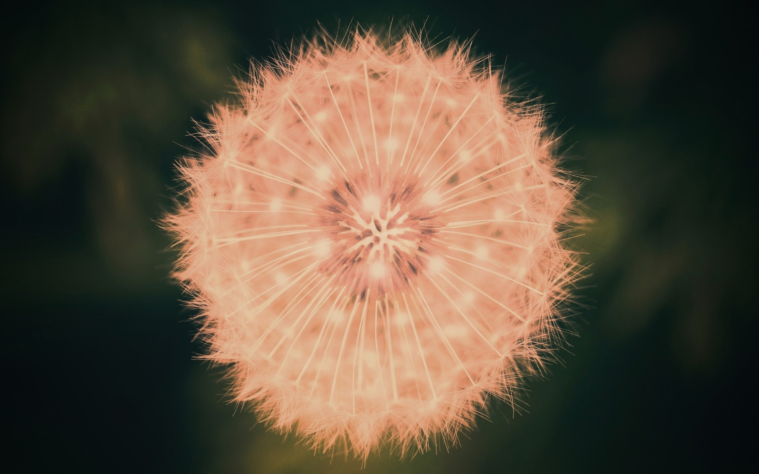 Макро фотография одуванчика обои