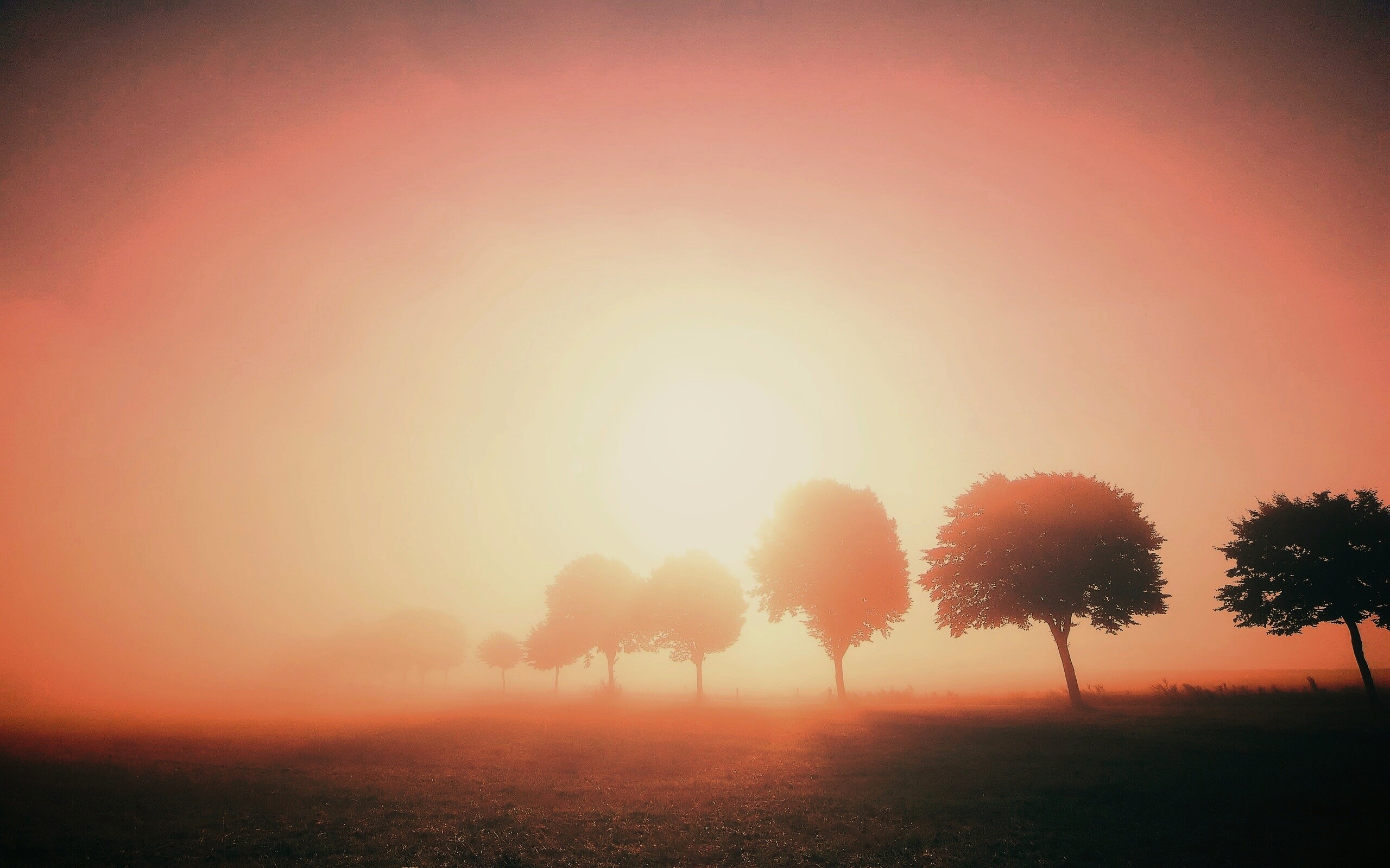 Деревья в поле обои