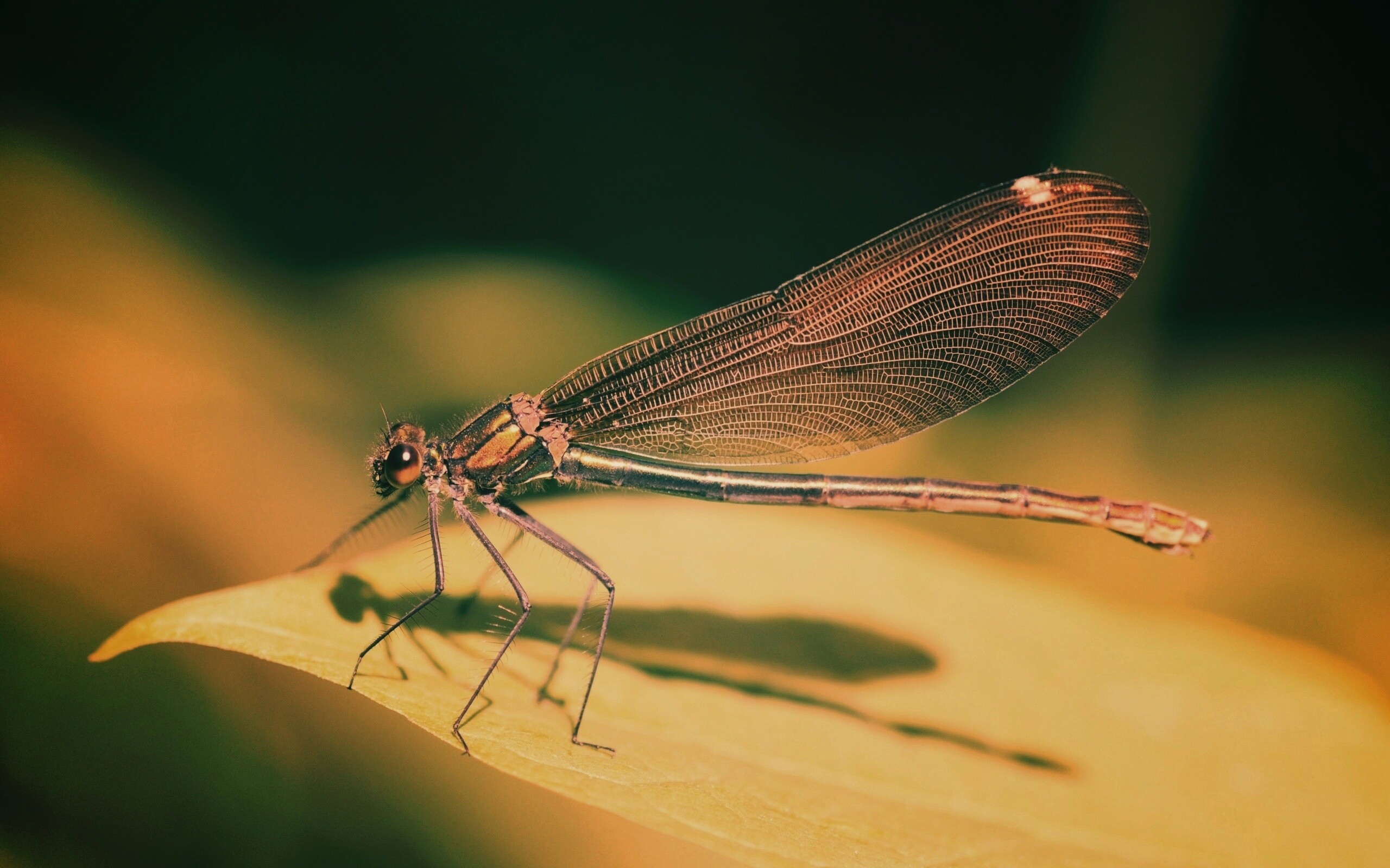 Стрекоза на листе обои