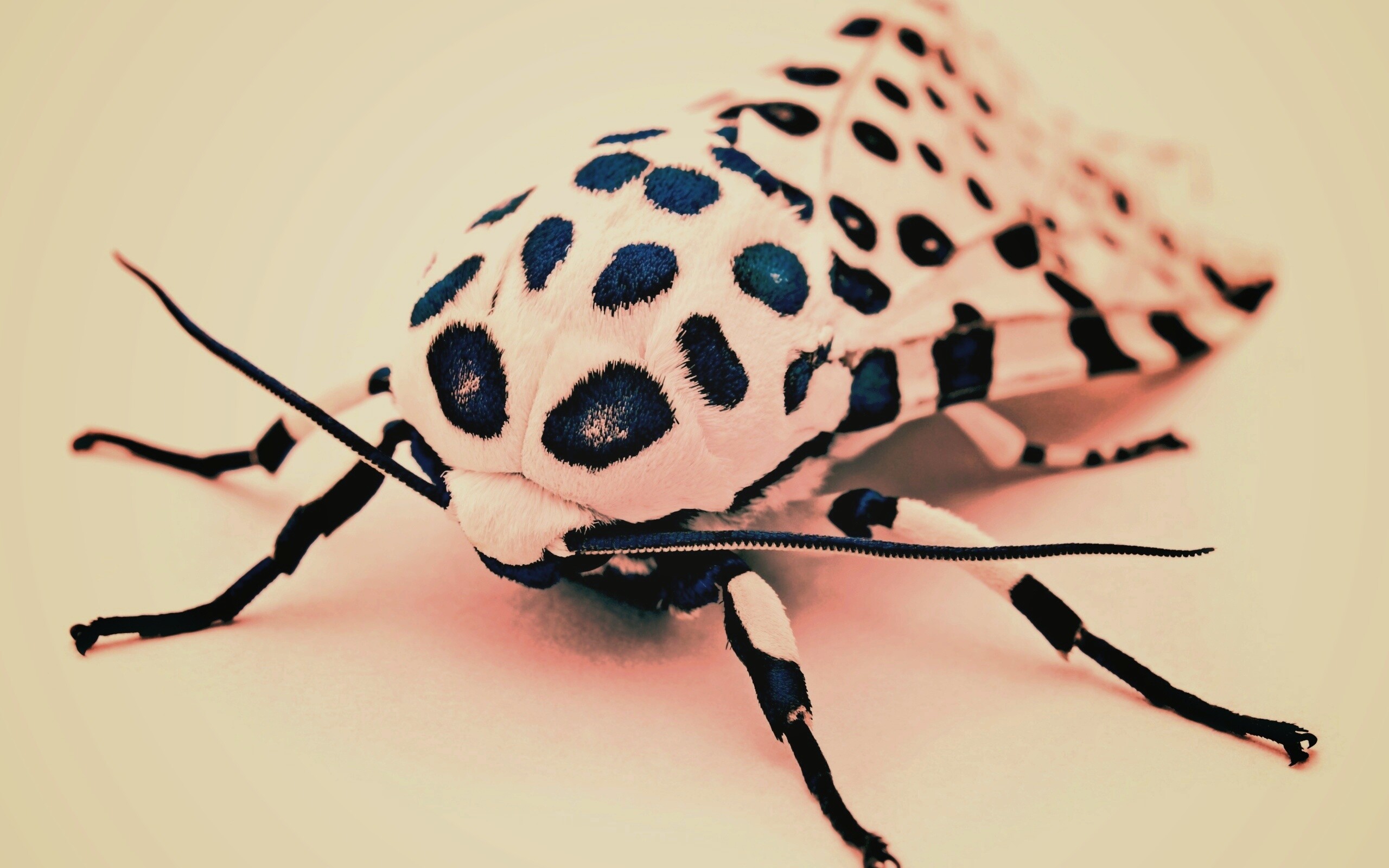 Пятнистая бабочка обои