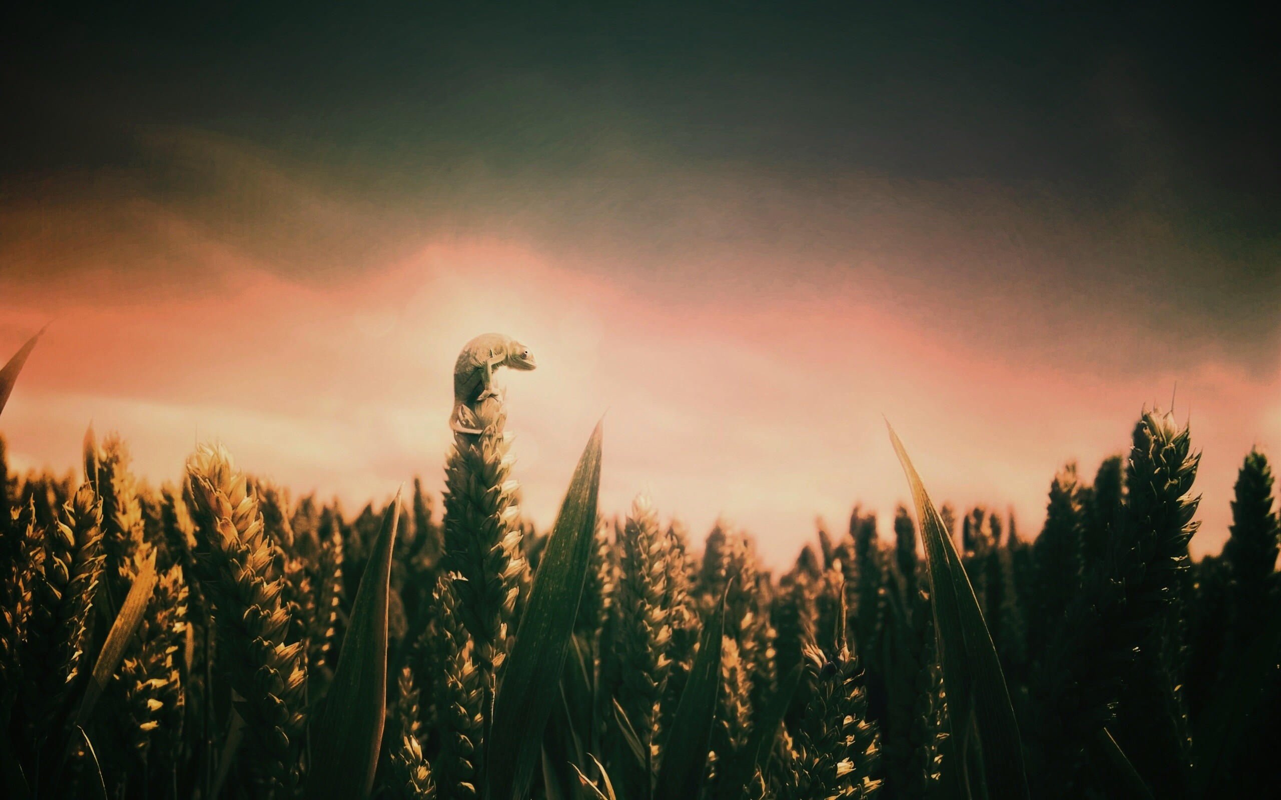 Маленький хамелеон на травинке обои