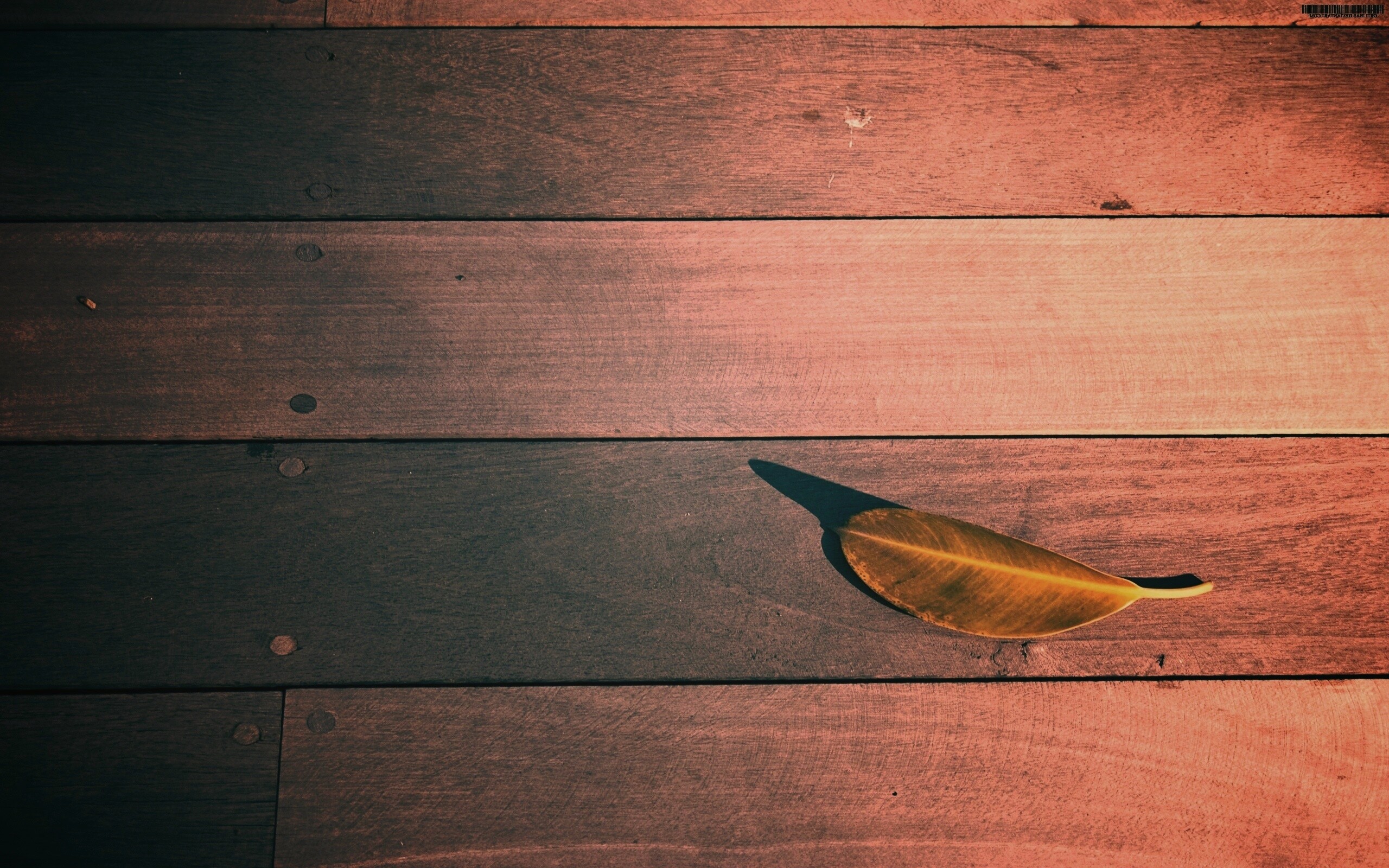 Лист на деревянном полу обои