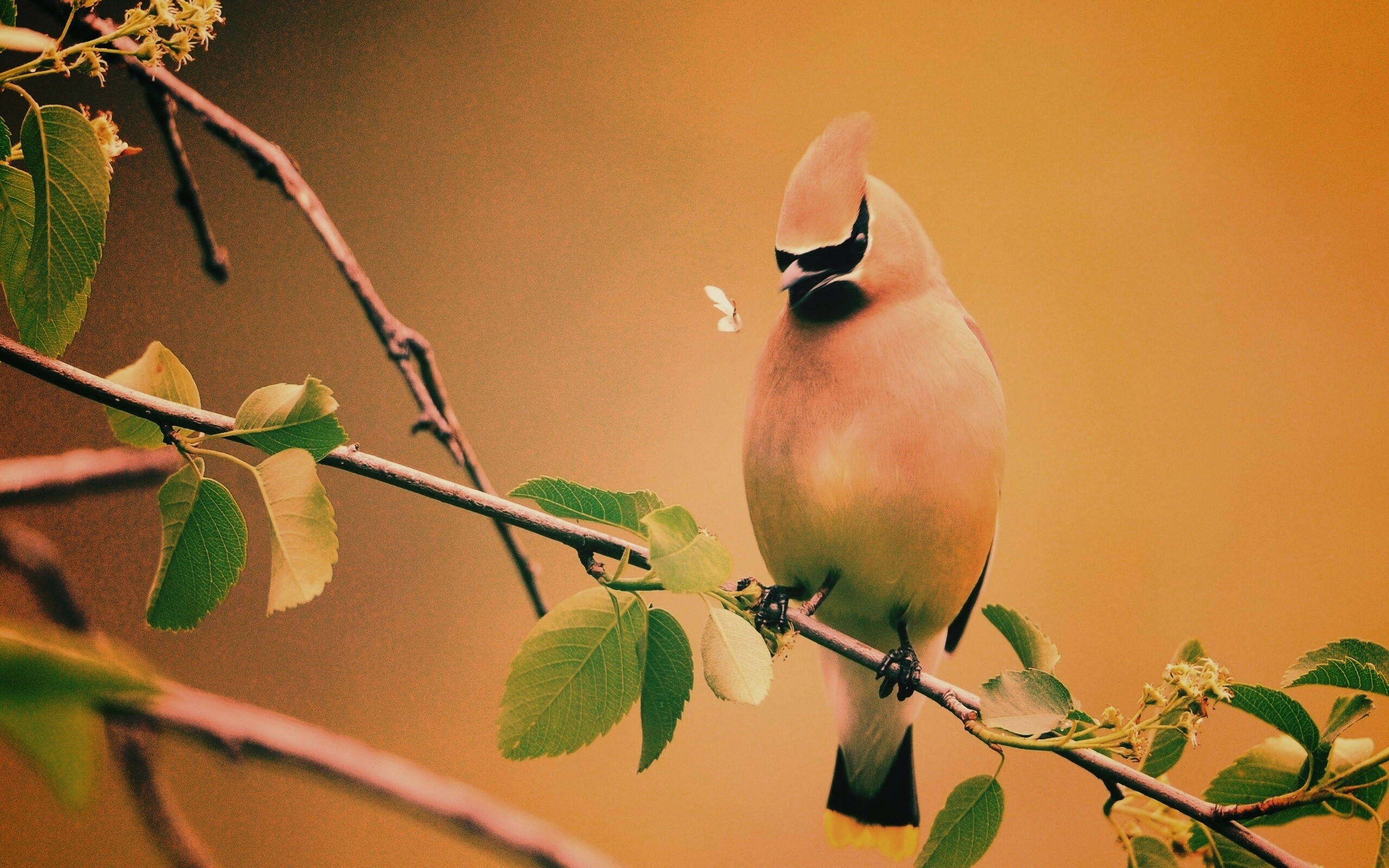 Оранжевая птичка обои