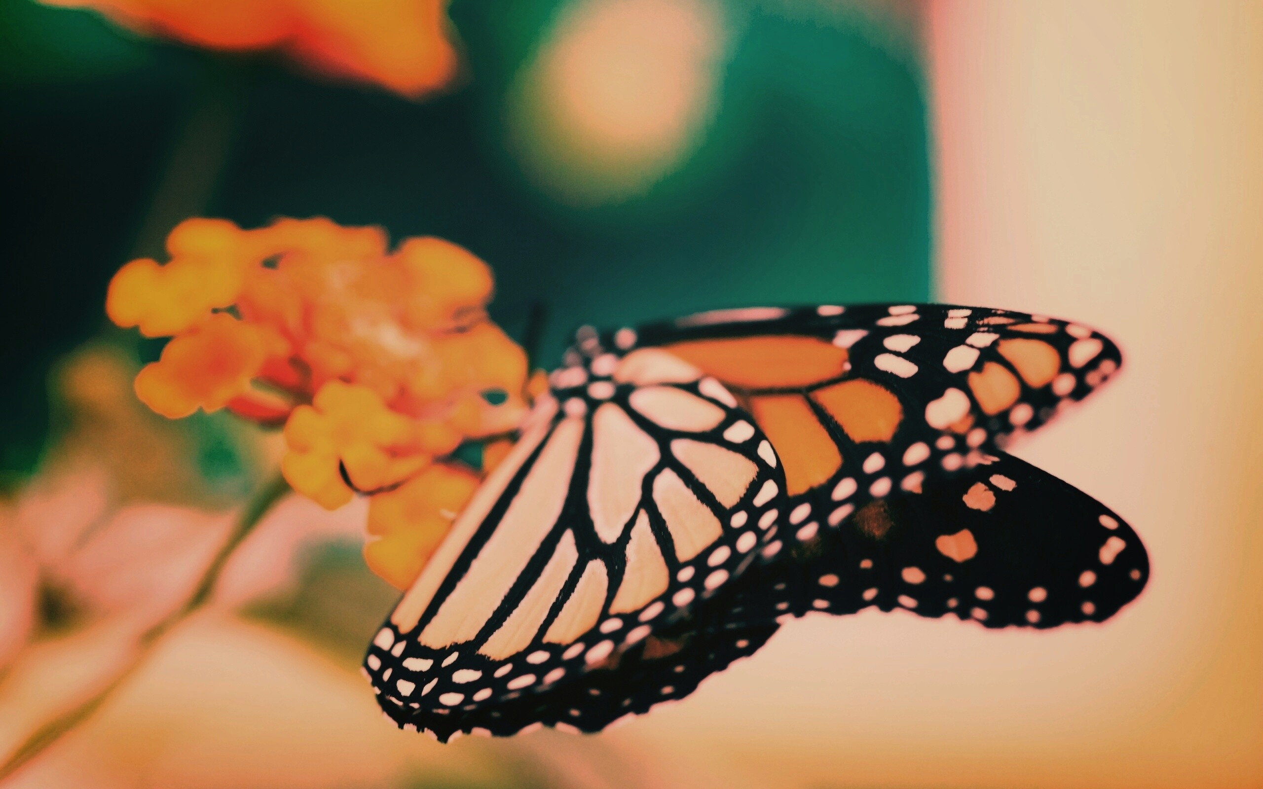 Бабочка на цветке в макро обои