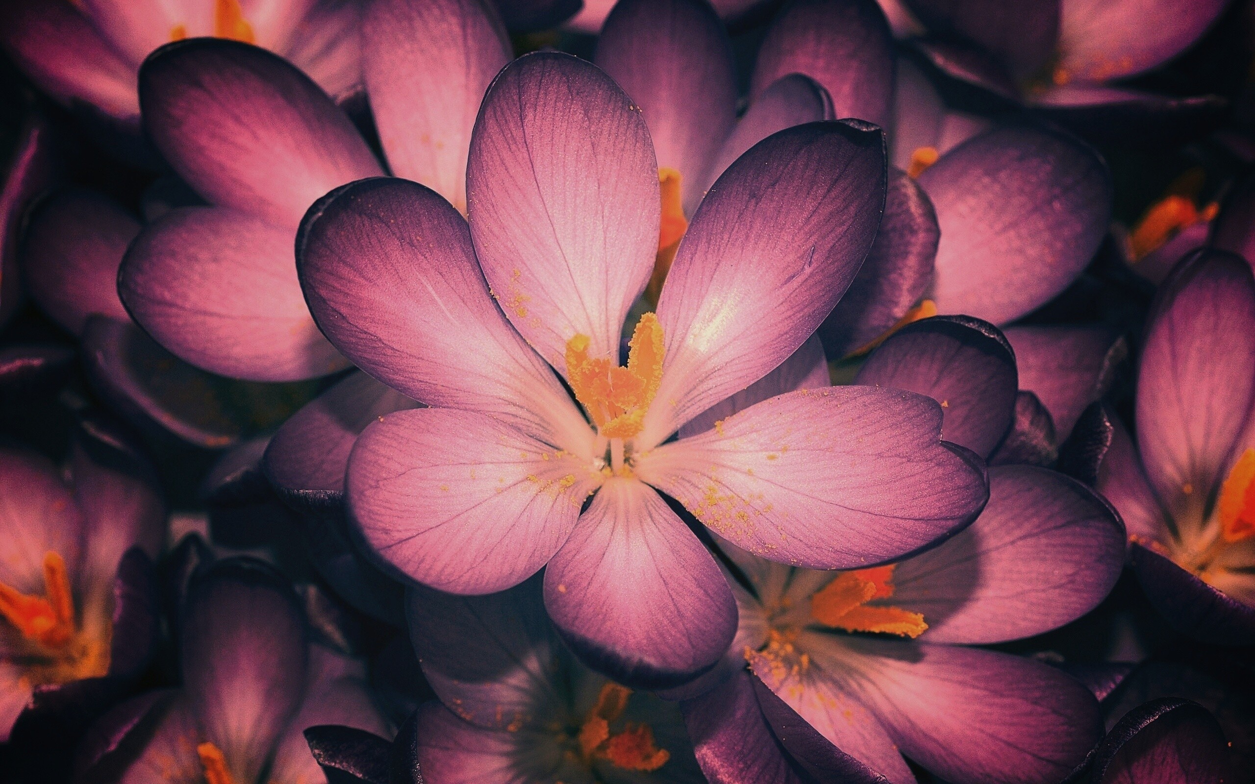 Сиреневый цветок обои