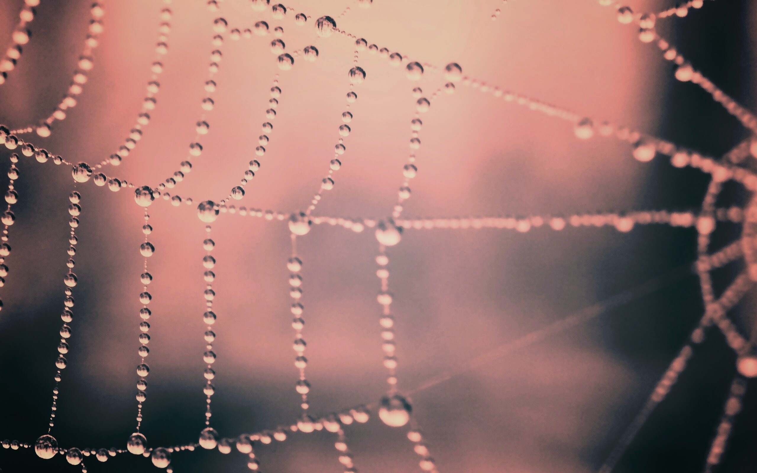 Капли росы на паутине обои