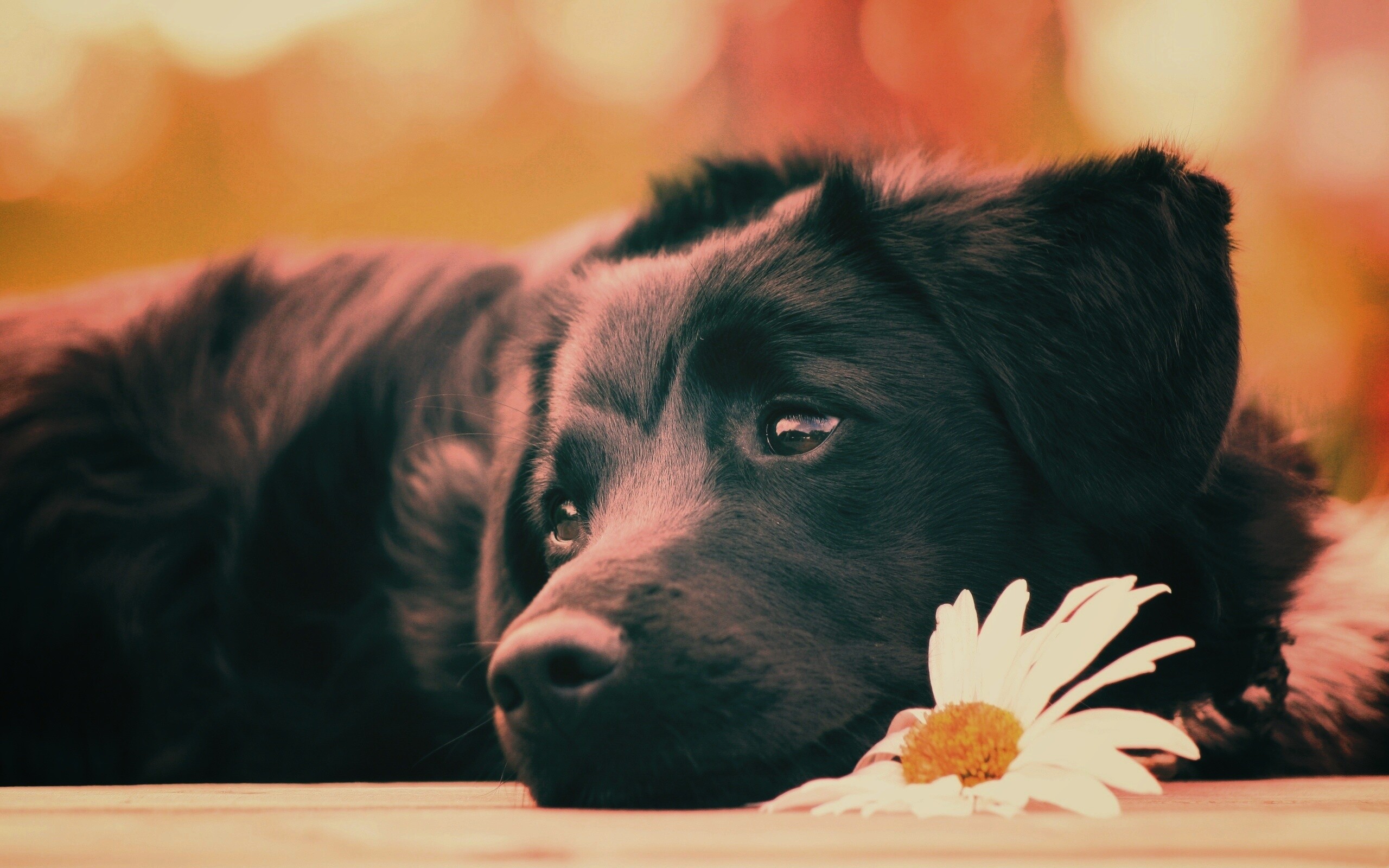 Собака с ромашкой обои