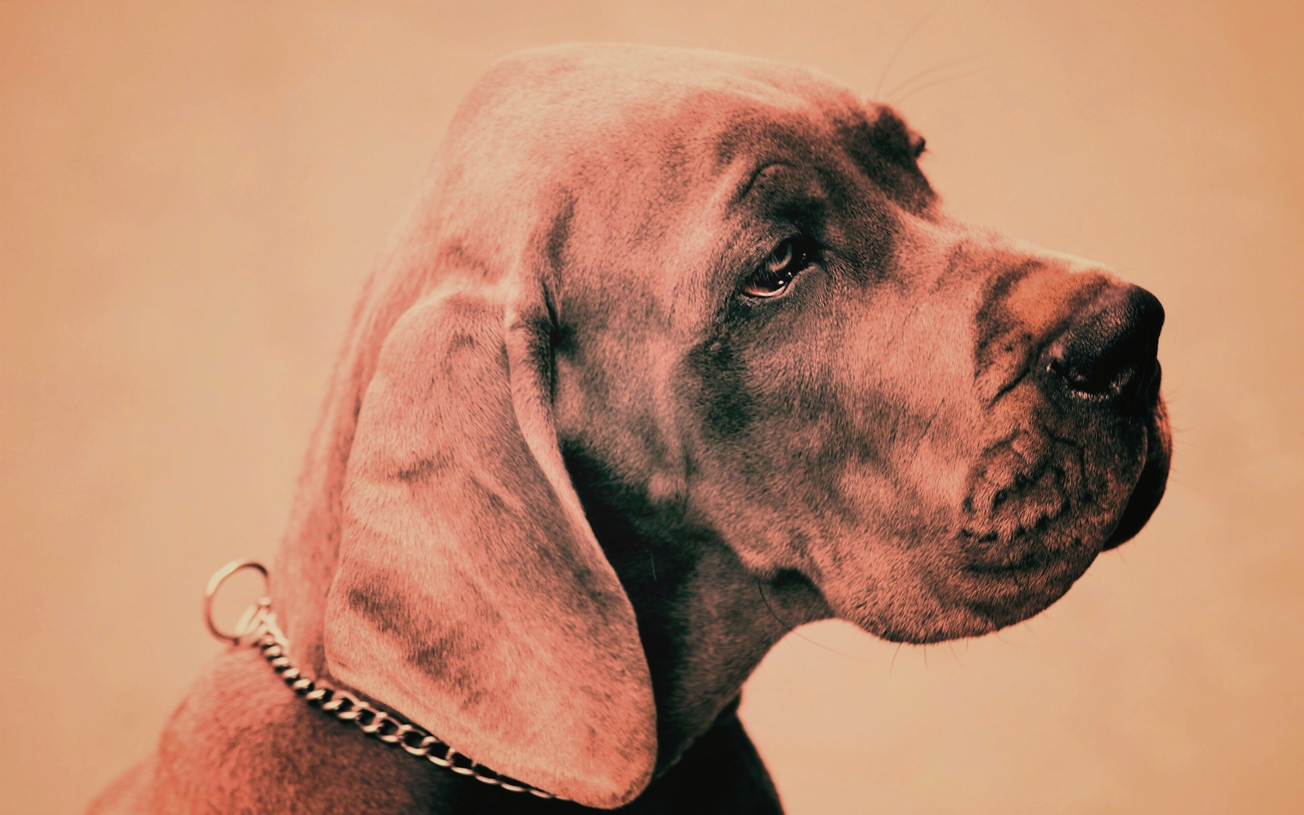 Грустная собака обои