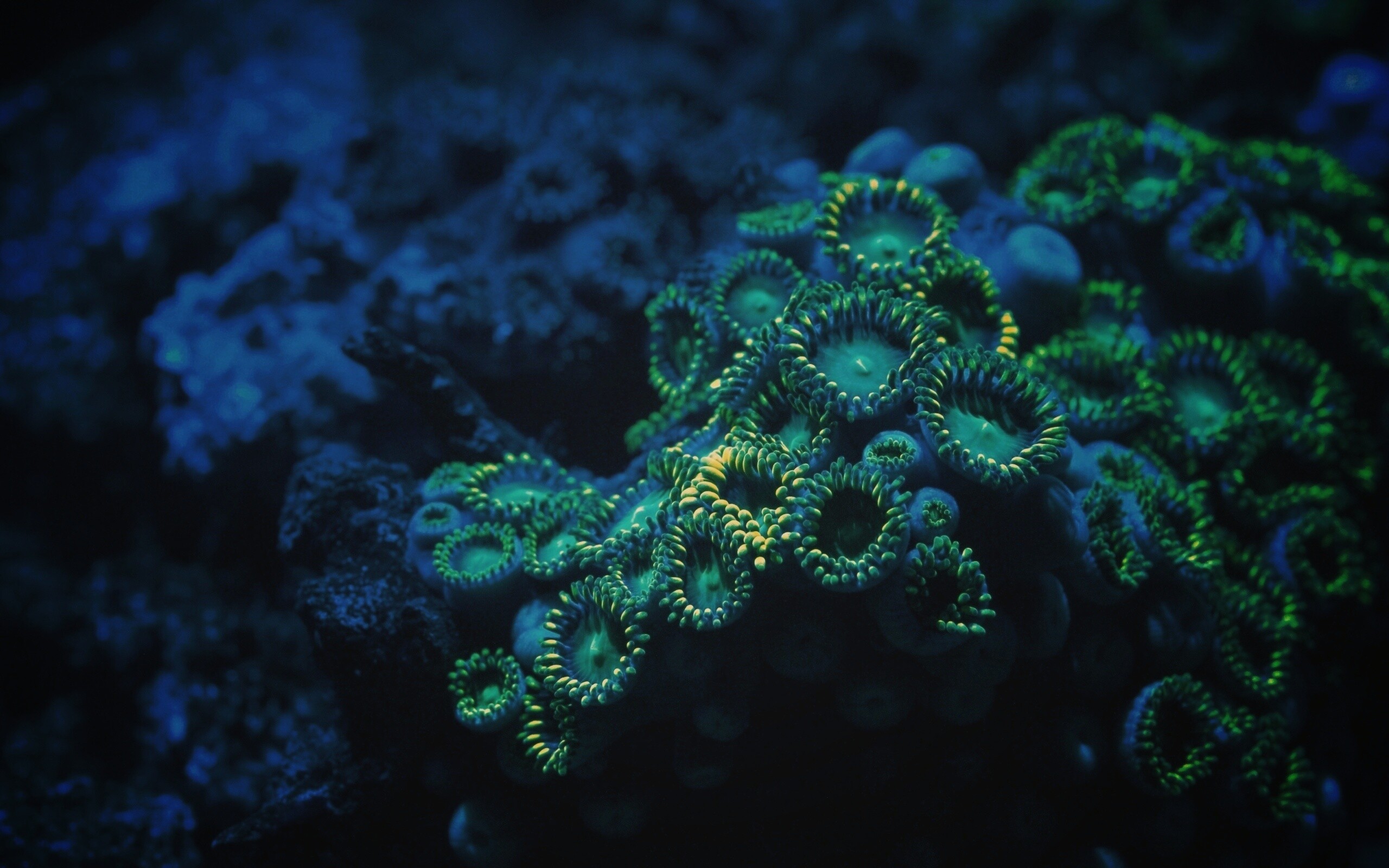 Морское дно обои