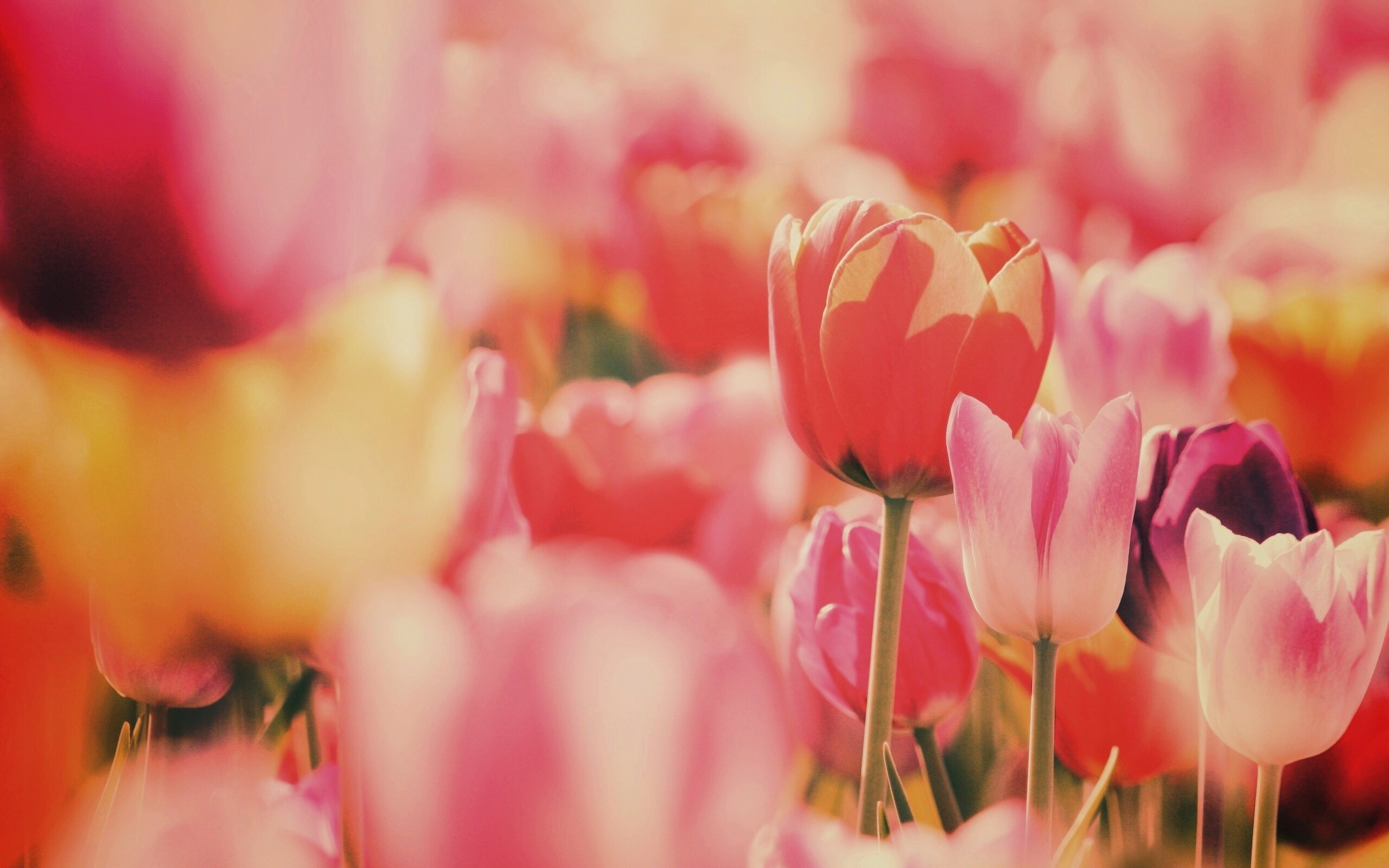 Красивые тюльпаны обои