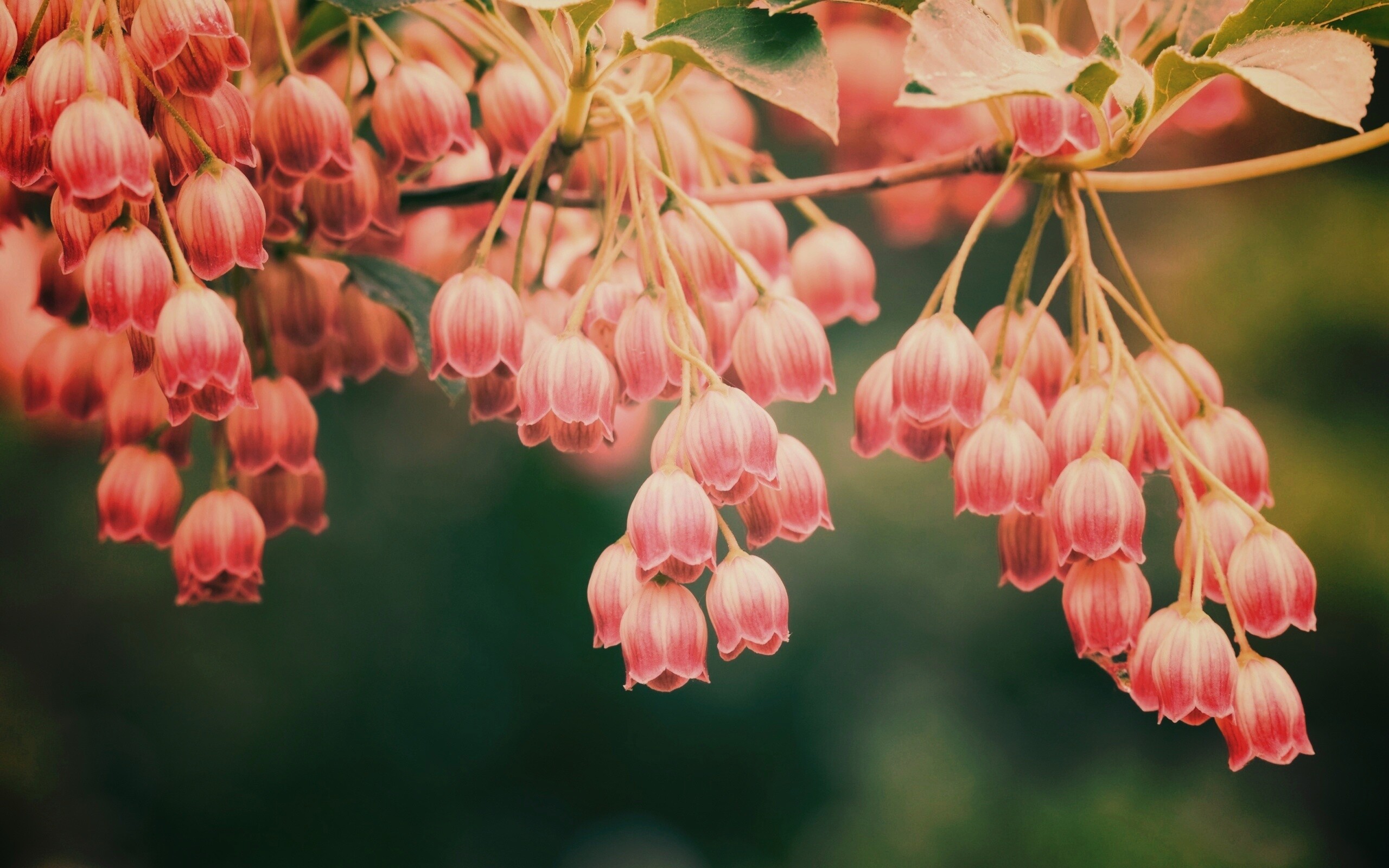 Красные колокольчики обои