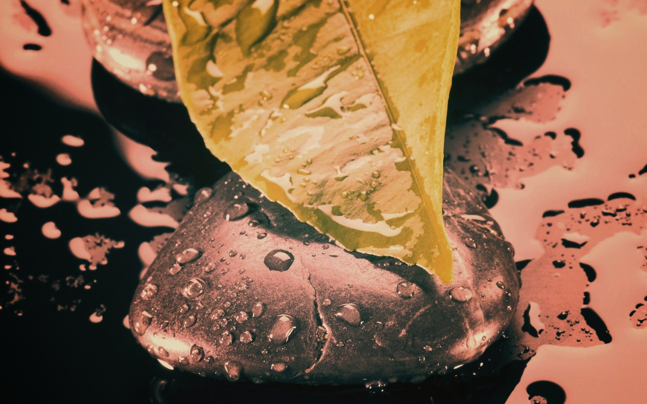 Зеленый лист на черных камнях обои