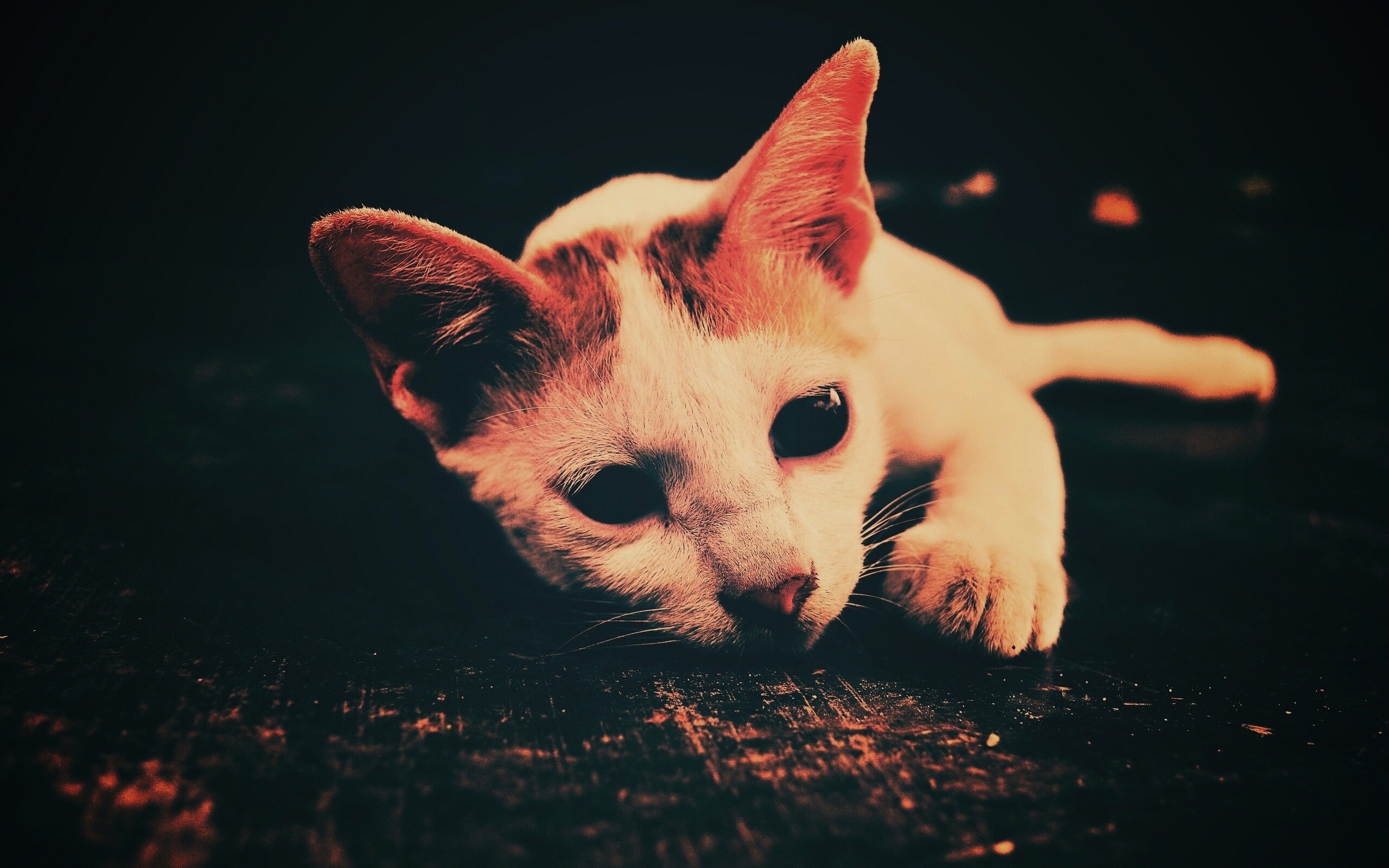 Белый кот на черном полу обои