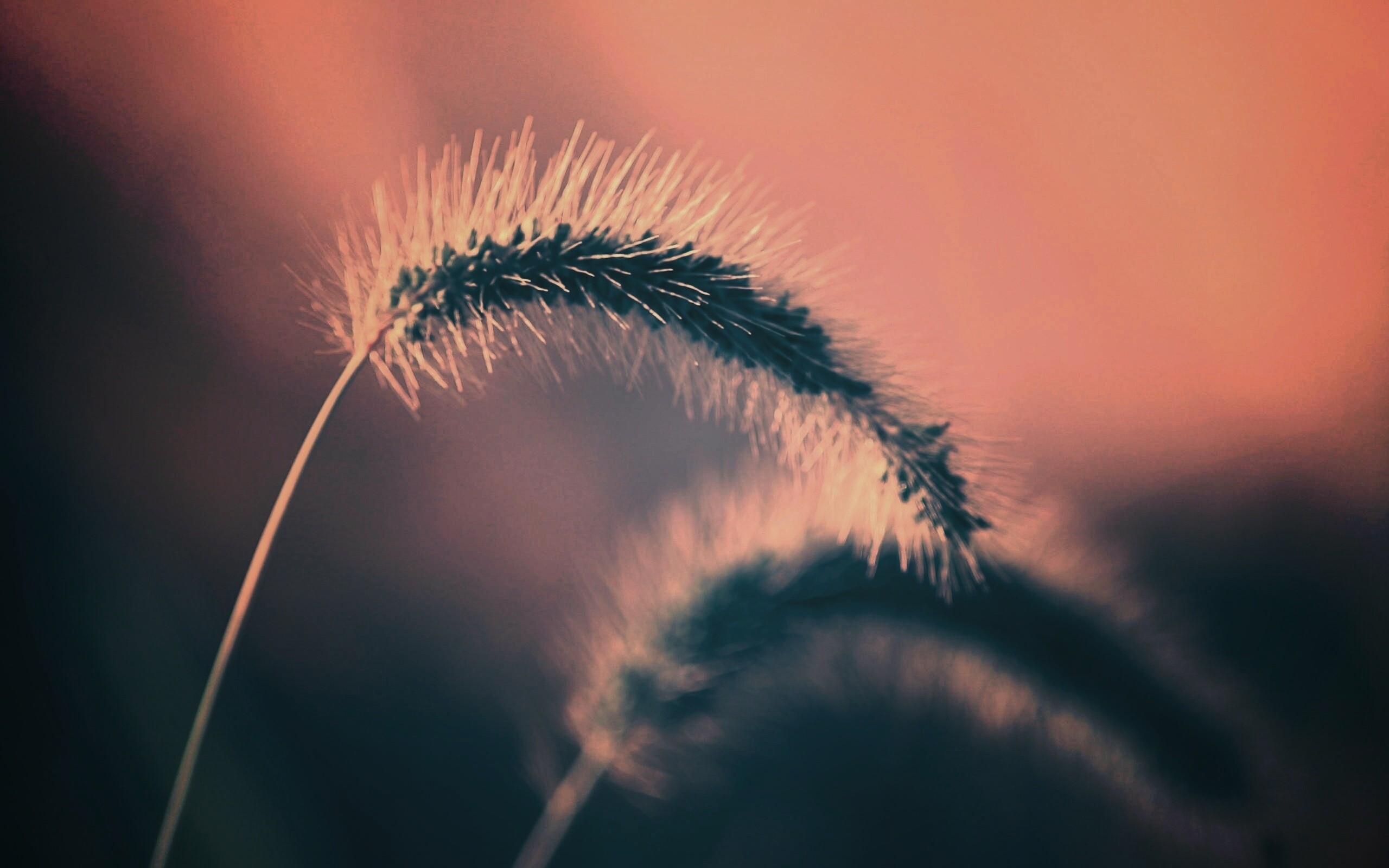 Травинка обои