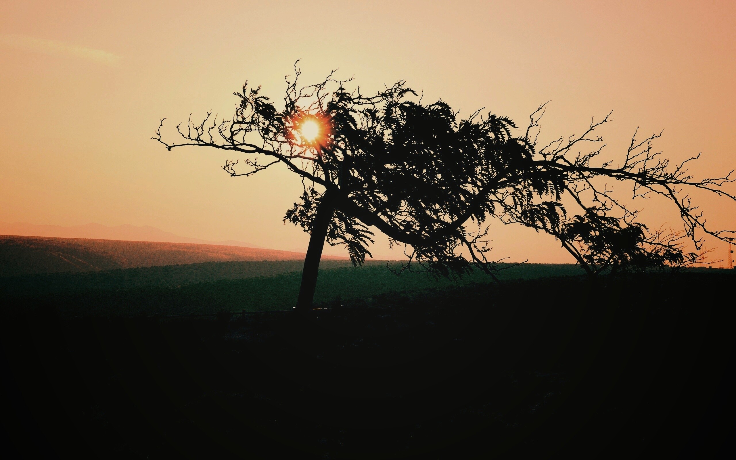 Дерево на закате обои