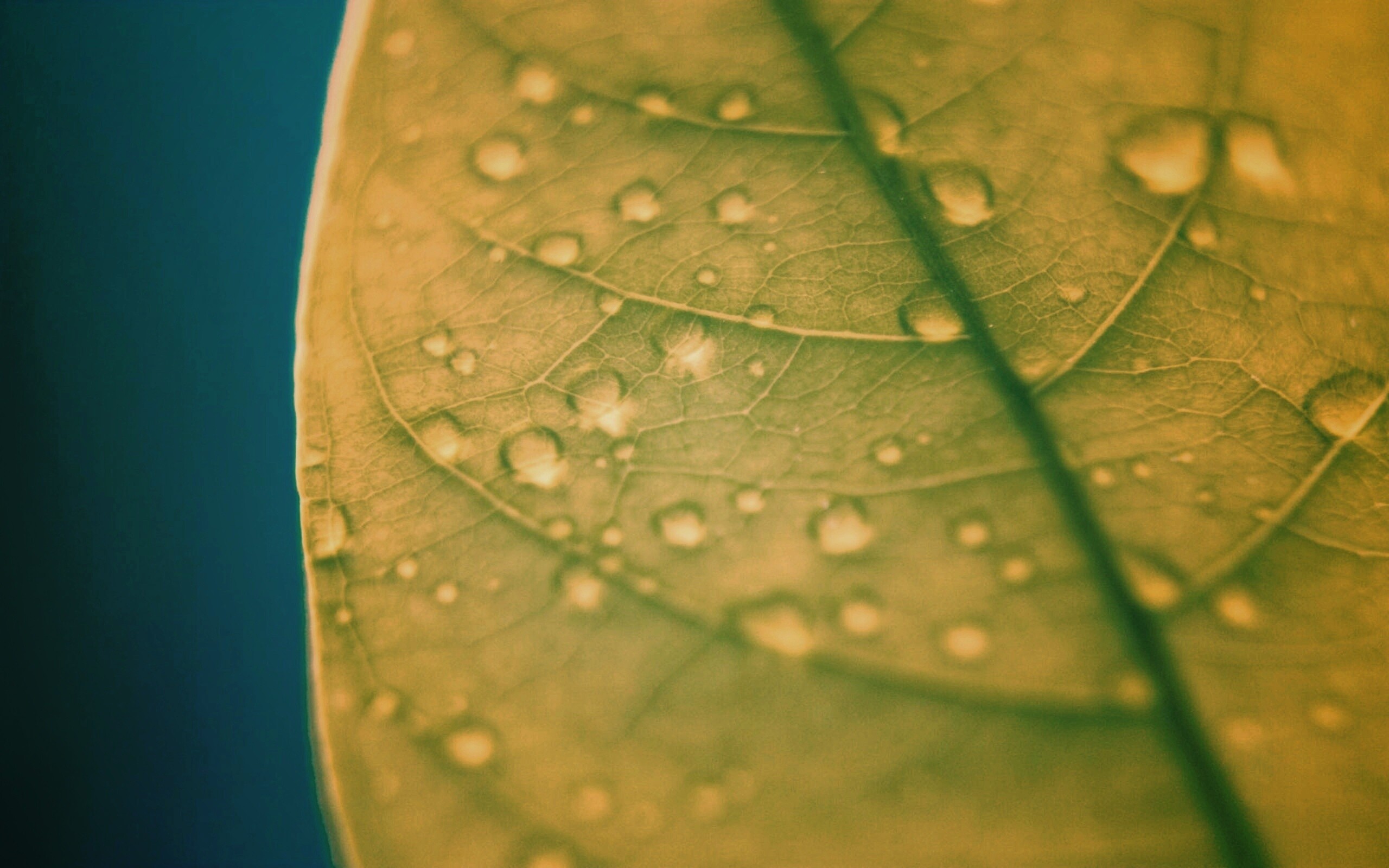 Зеленый листик в макро обои