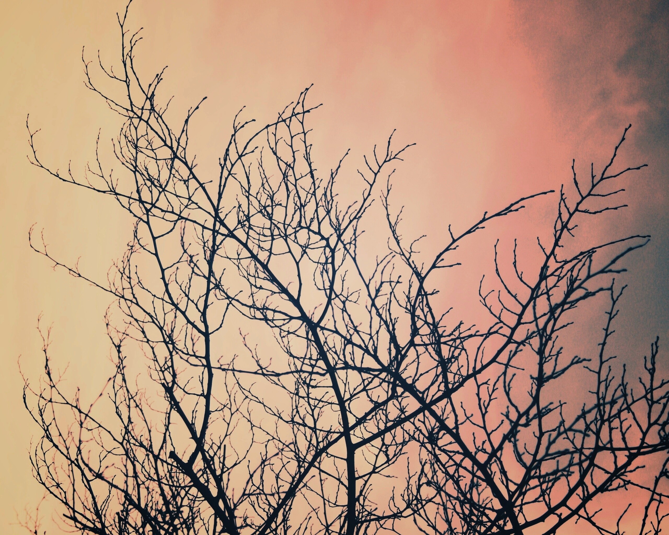 Ветвистое дерево обои