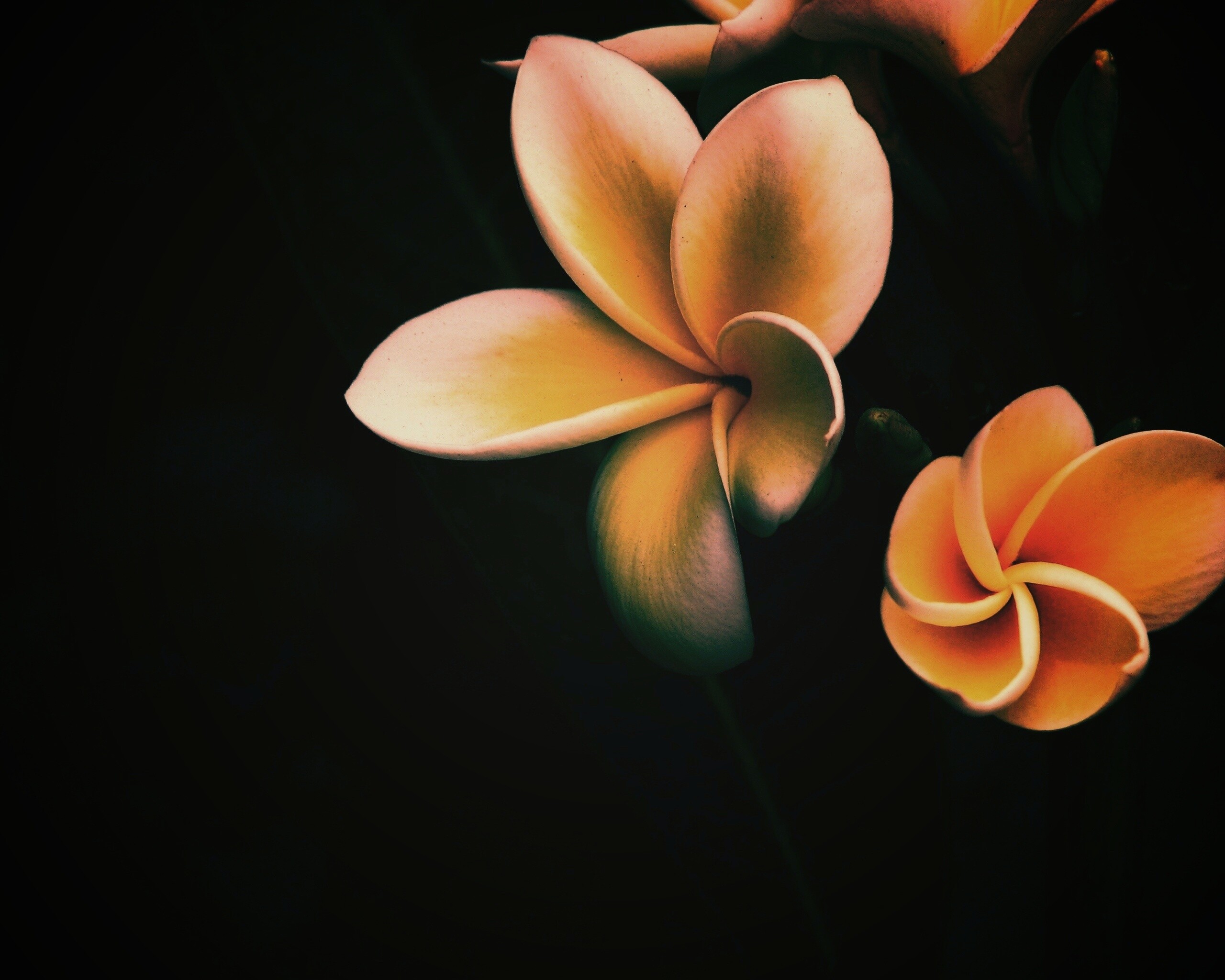 Цветки обои