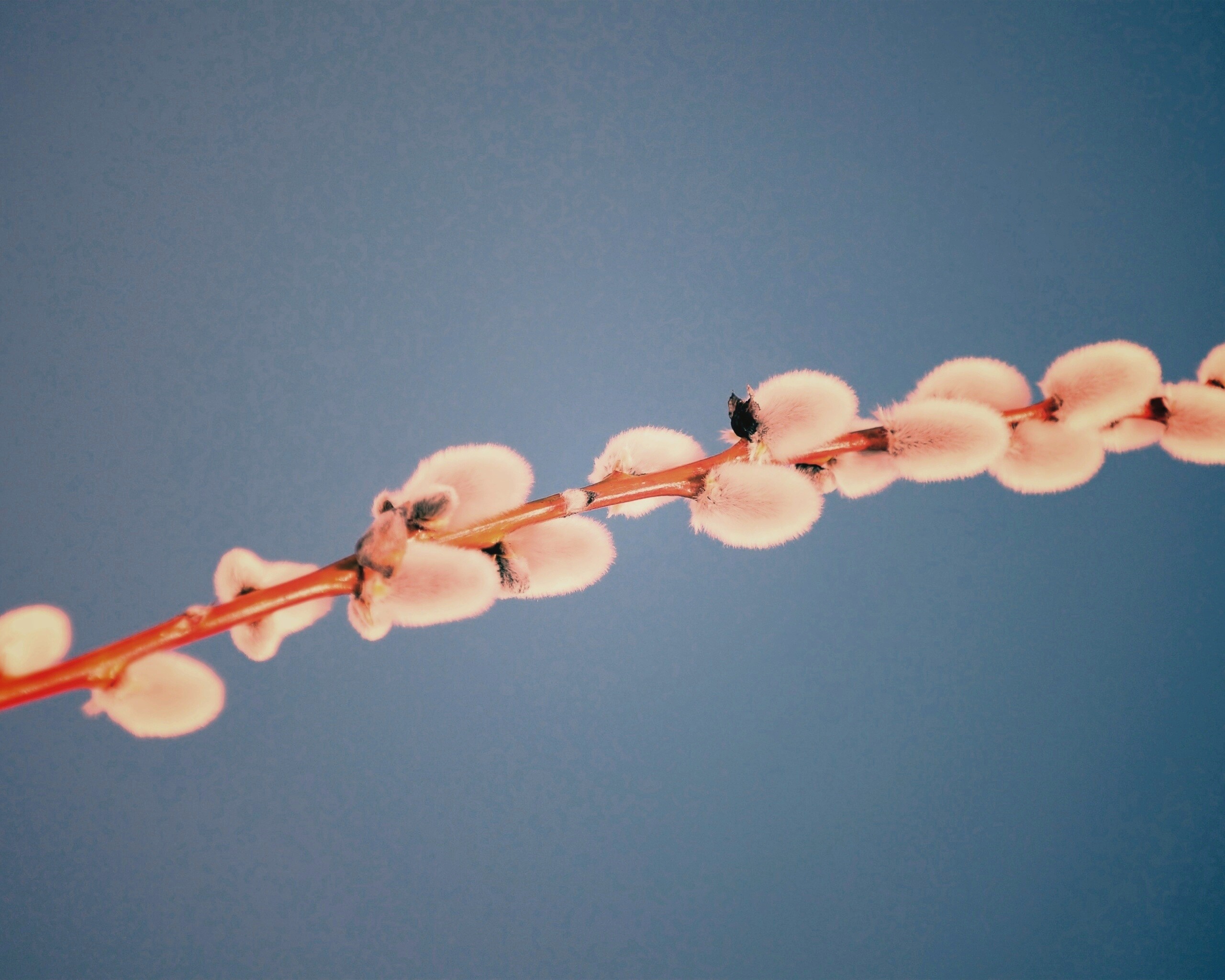 Пушистые почки обои