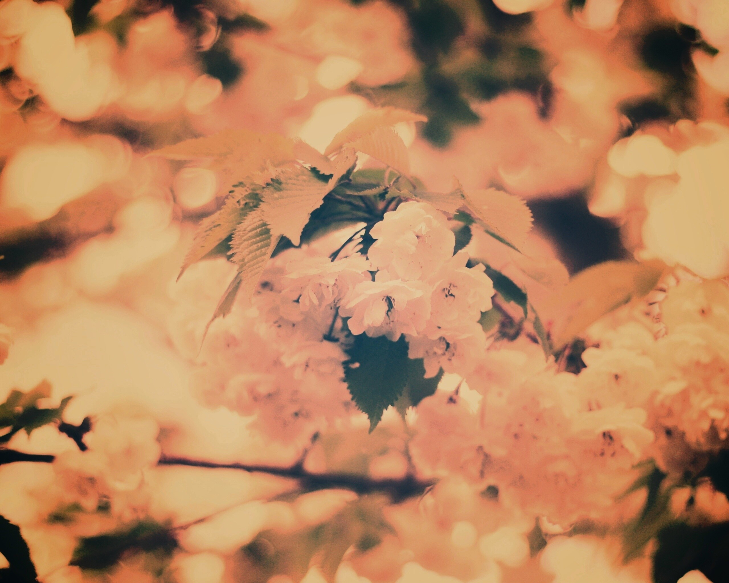 Цветущее дерево обои