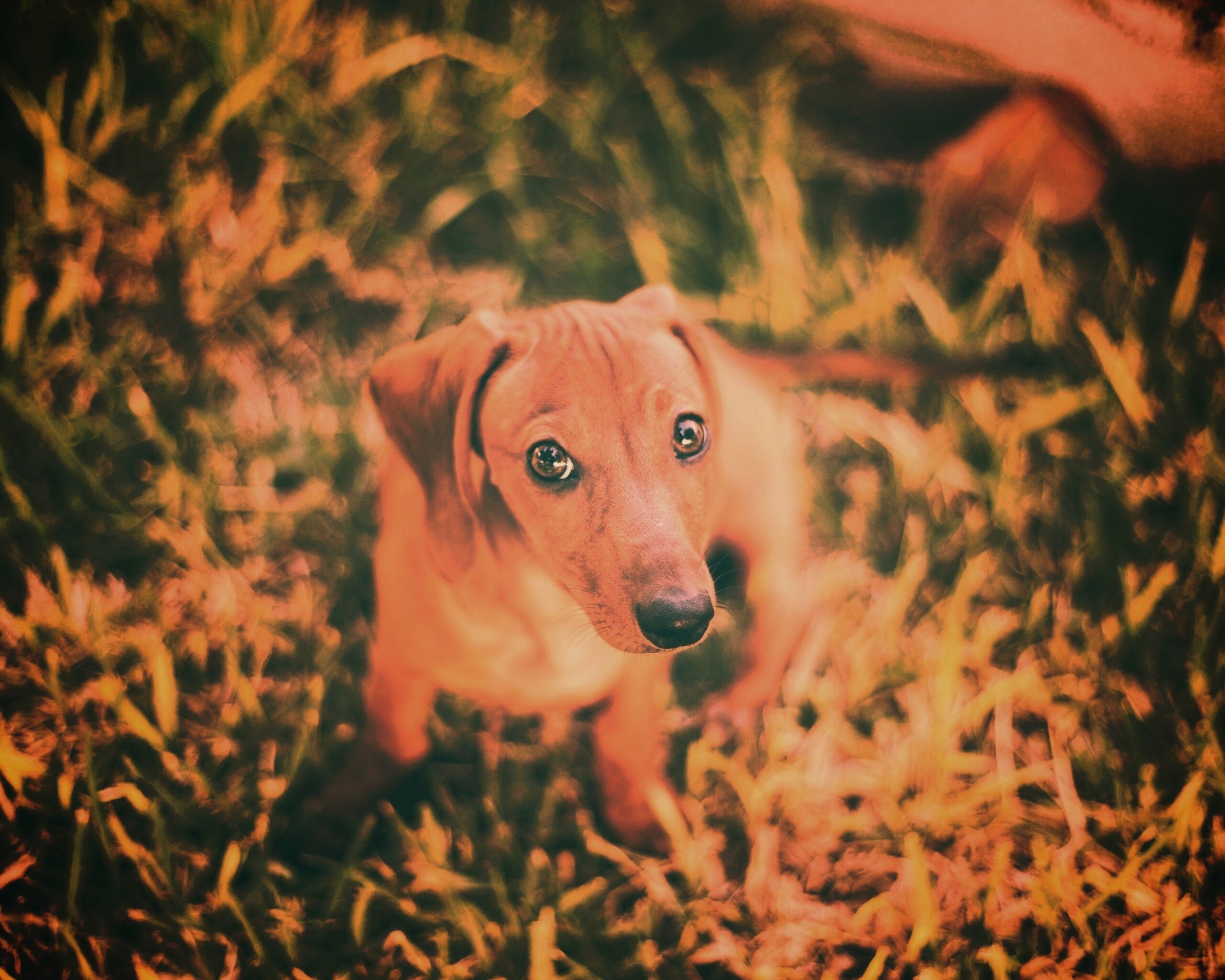 Маленькая милая такса обои