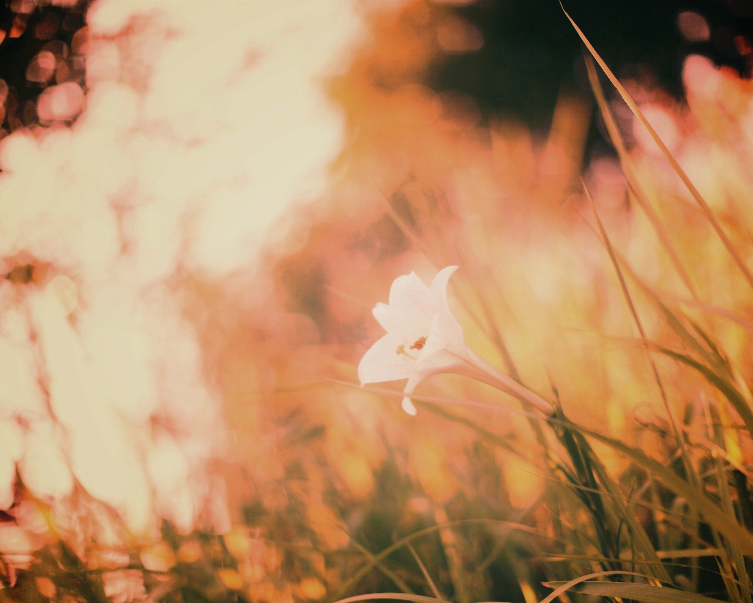 Цветок затерявшийся в траве обои