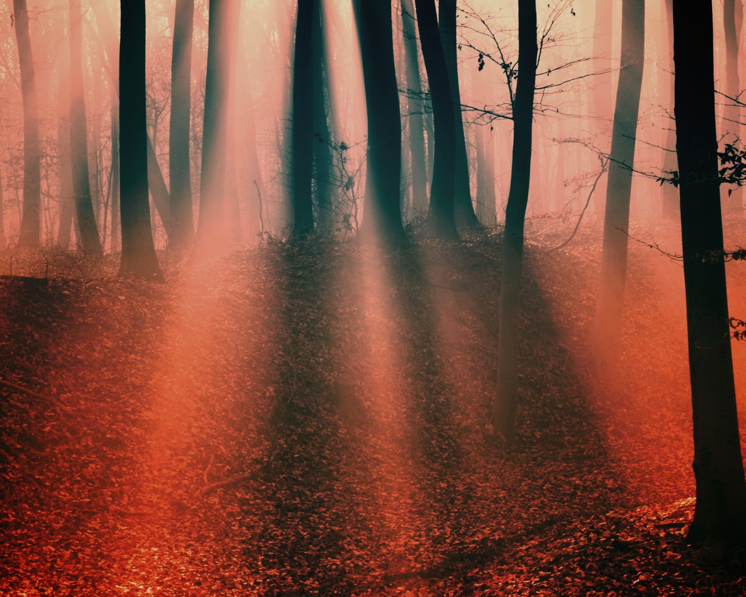 Мистические лес обои