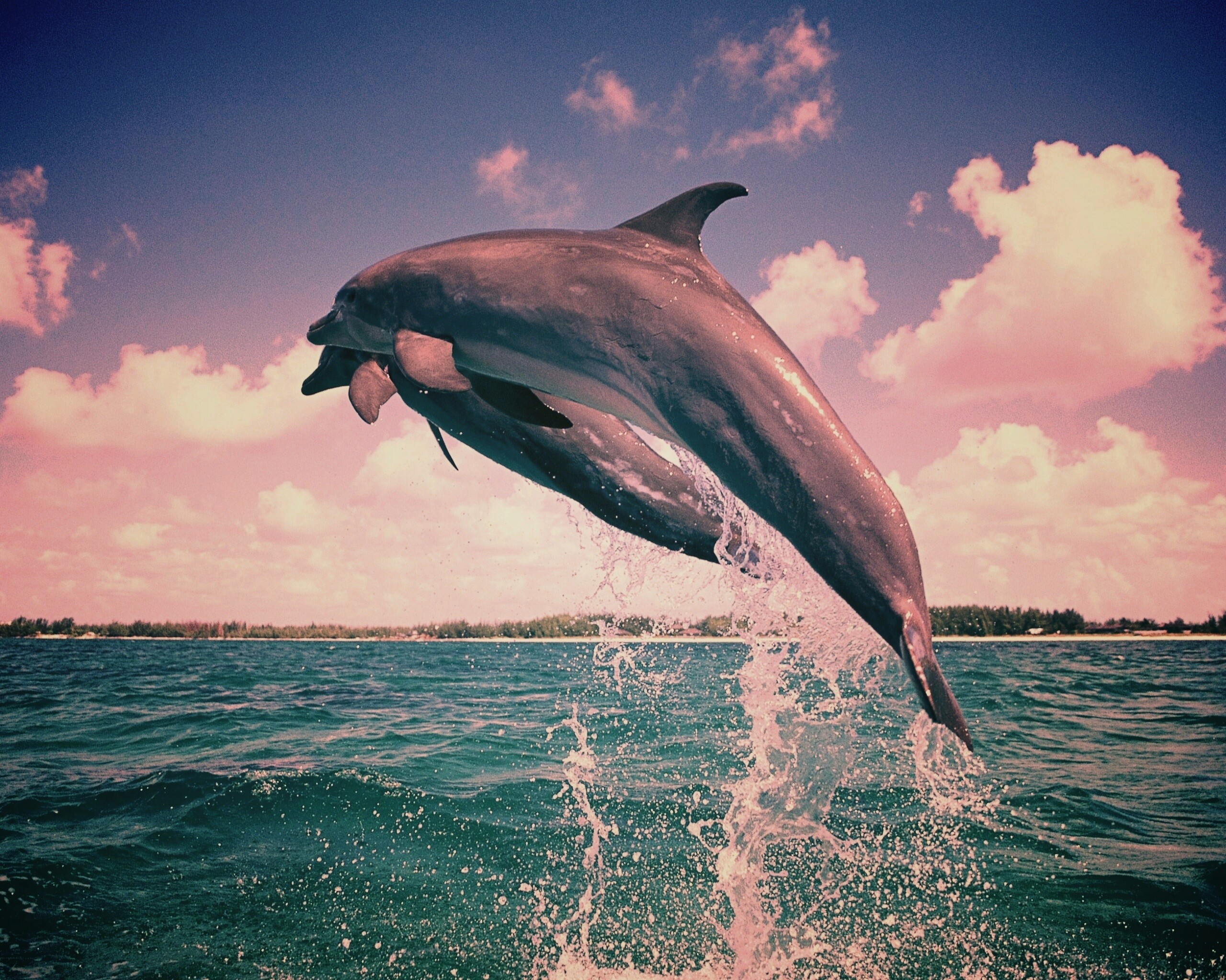 Дельфины обои
