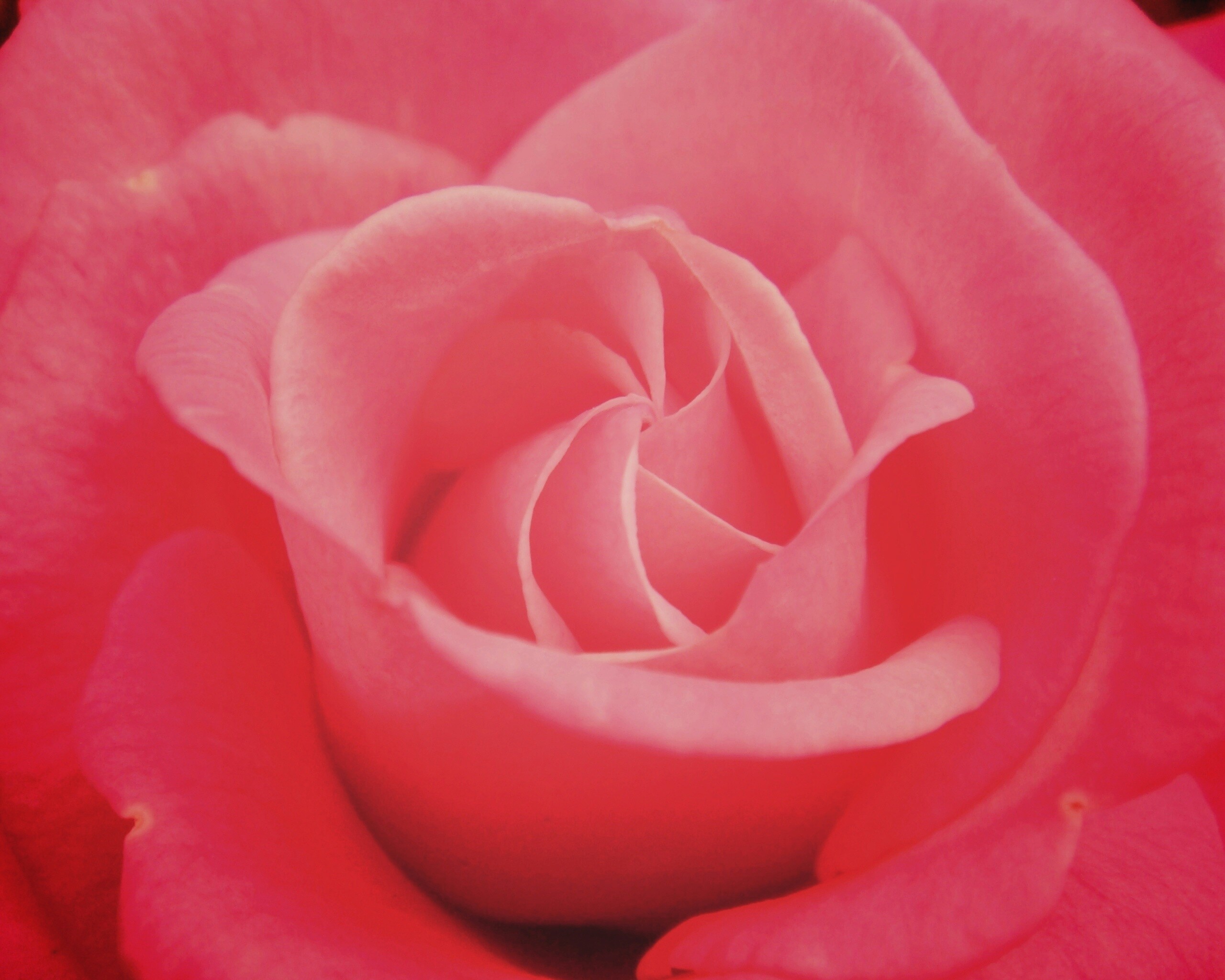 Идеальная роза обои