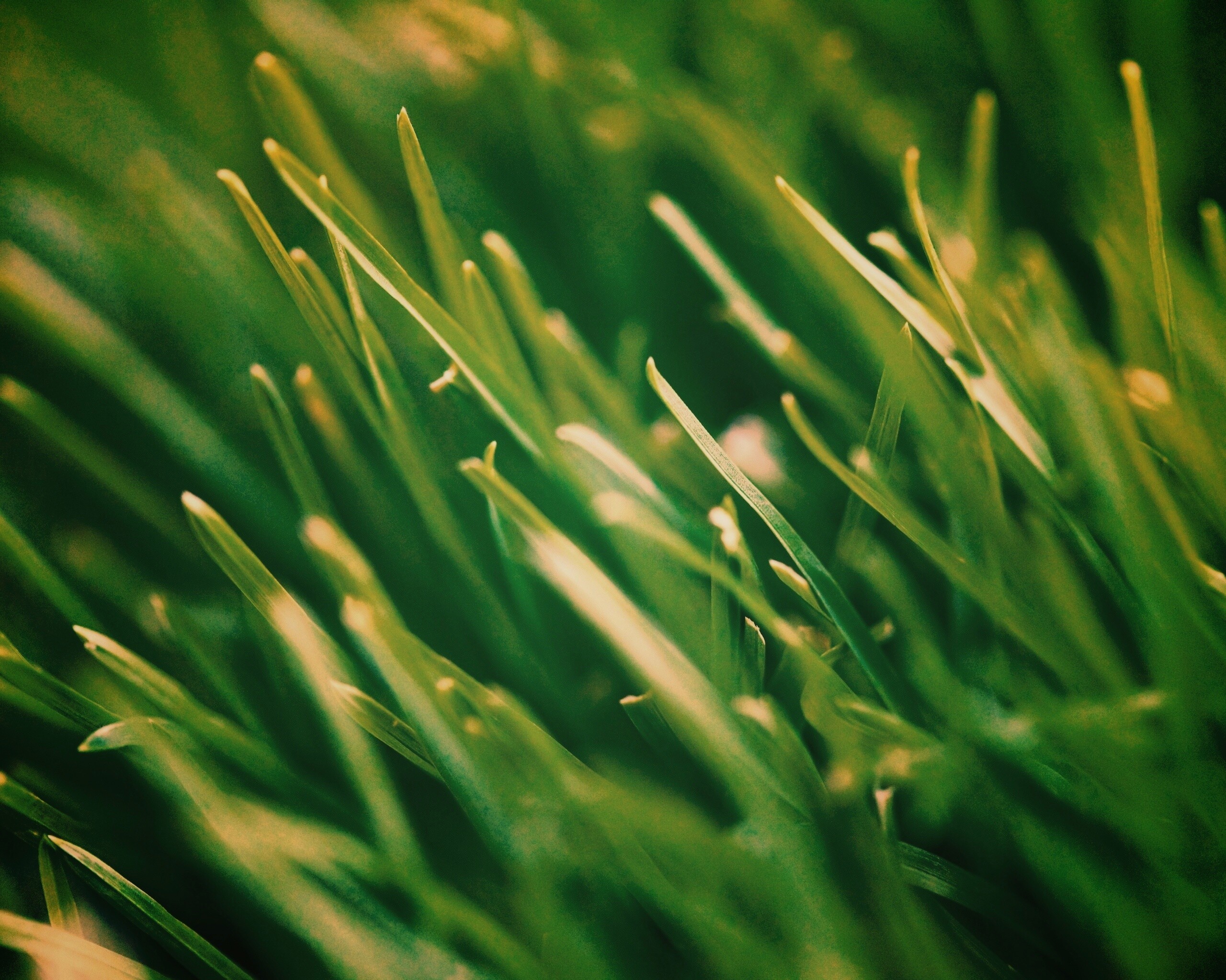 Зеленая свежая трава обои