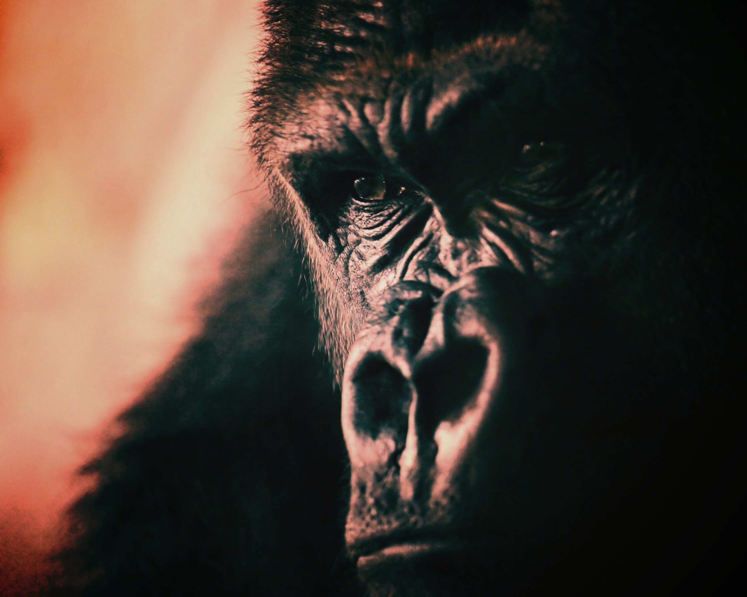 Фото орангутанга обои